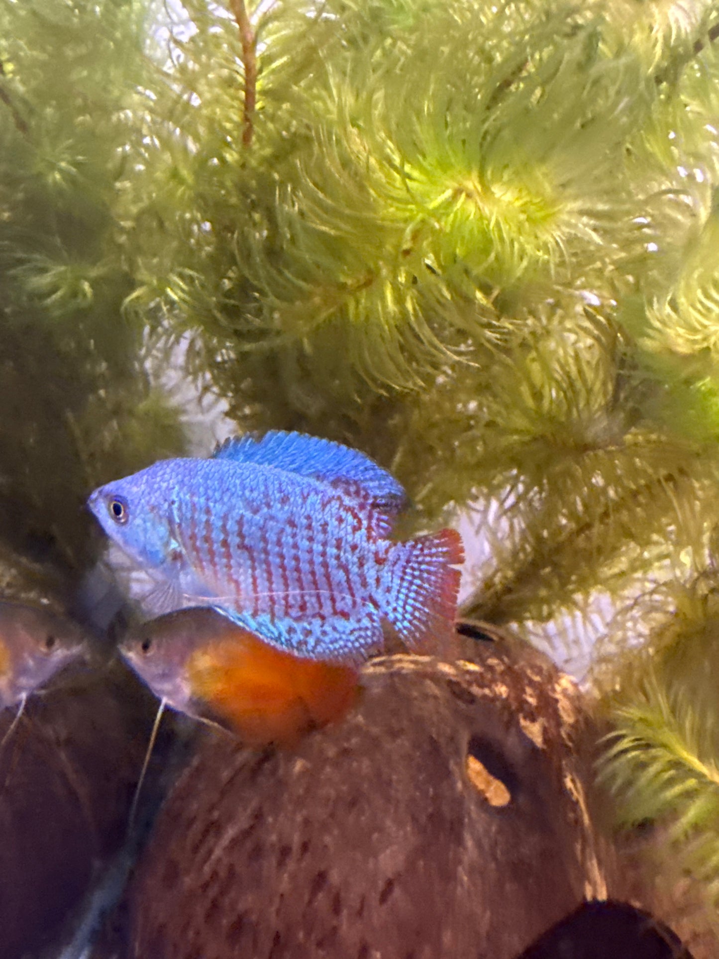Dwarf Gourami Male