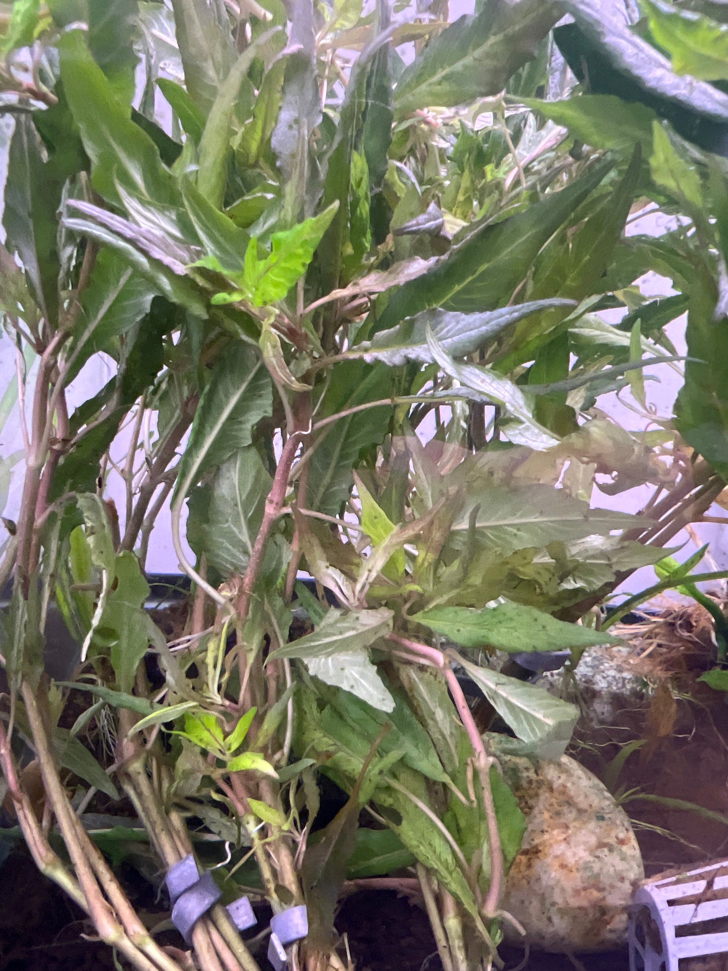 Hygro Blue Plant