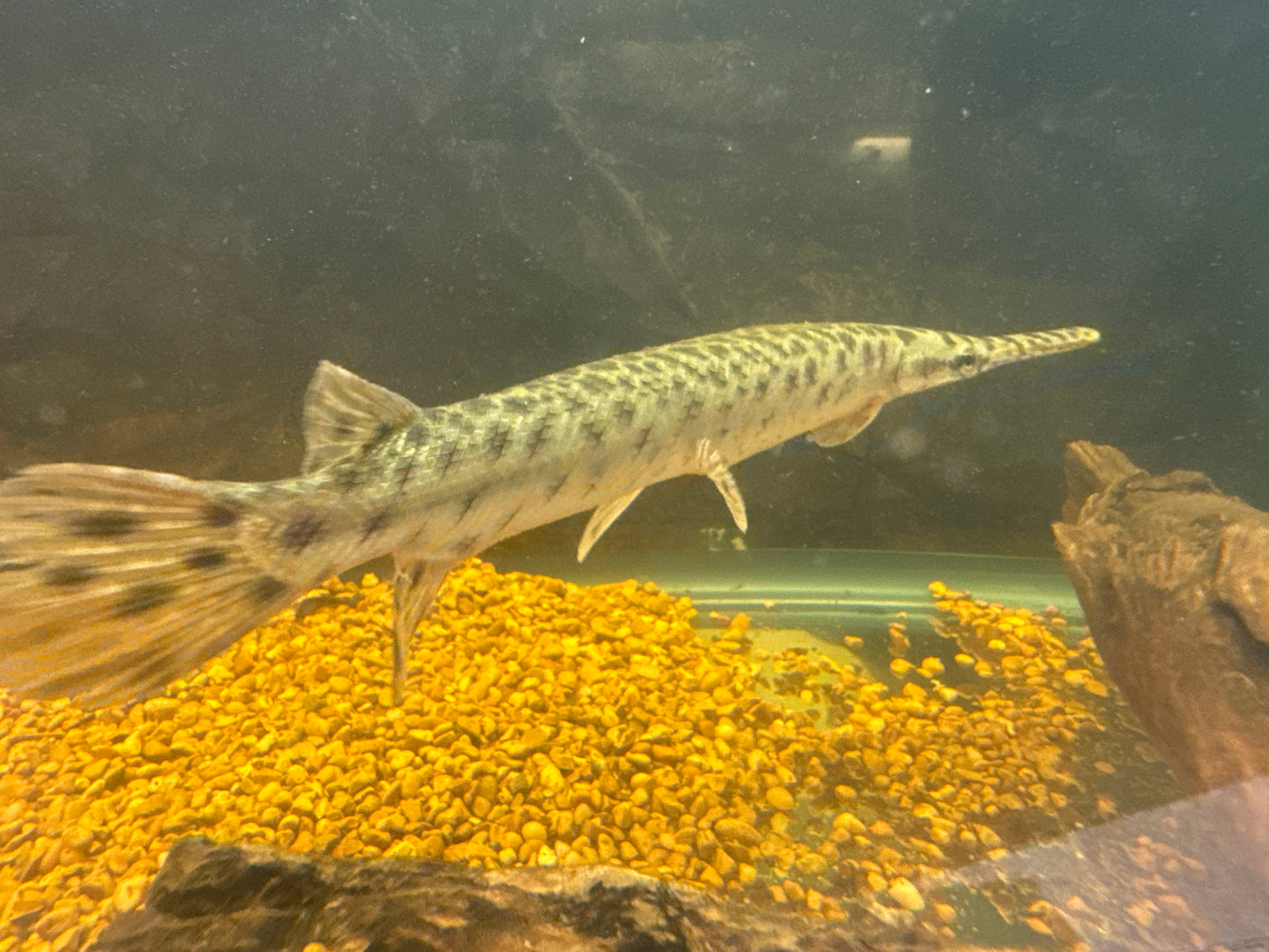 Gar 10"-11"