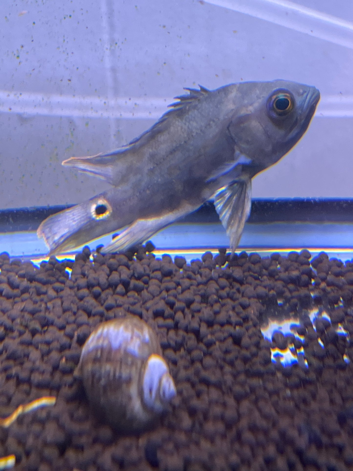 Oscar - Wild Rio Caqueta Cichlid