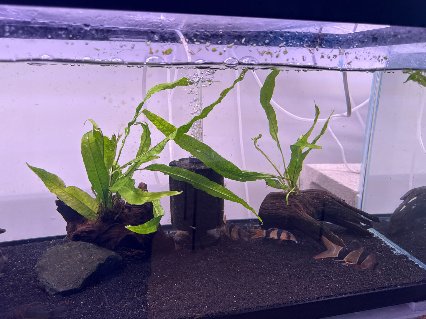 Driftwood with java fern