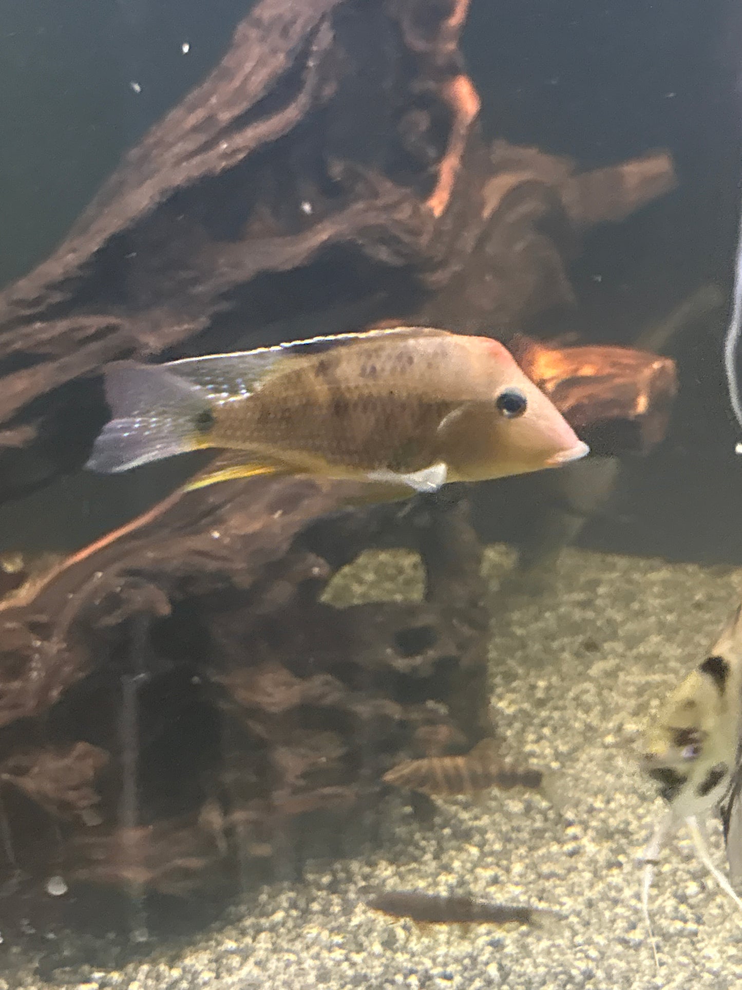 Geophagus Pellegrini Cichlid