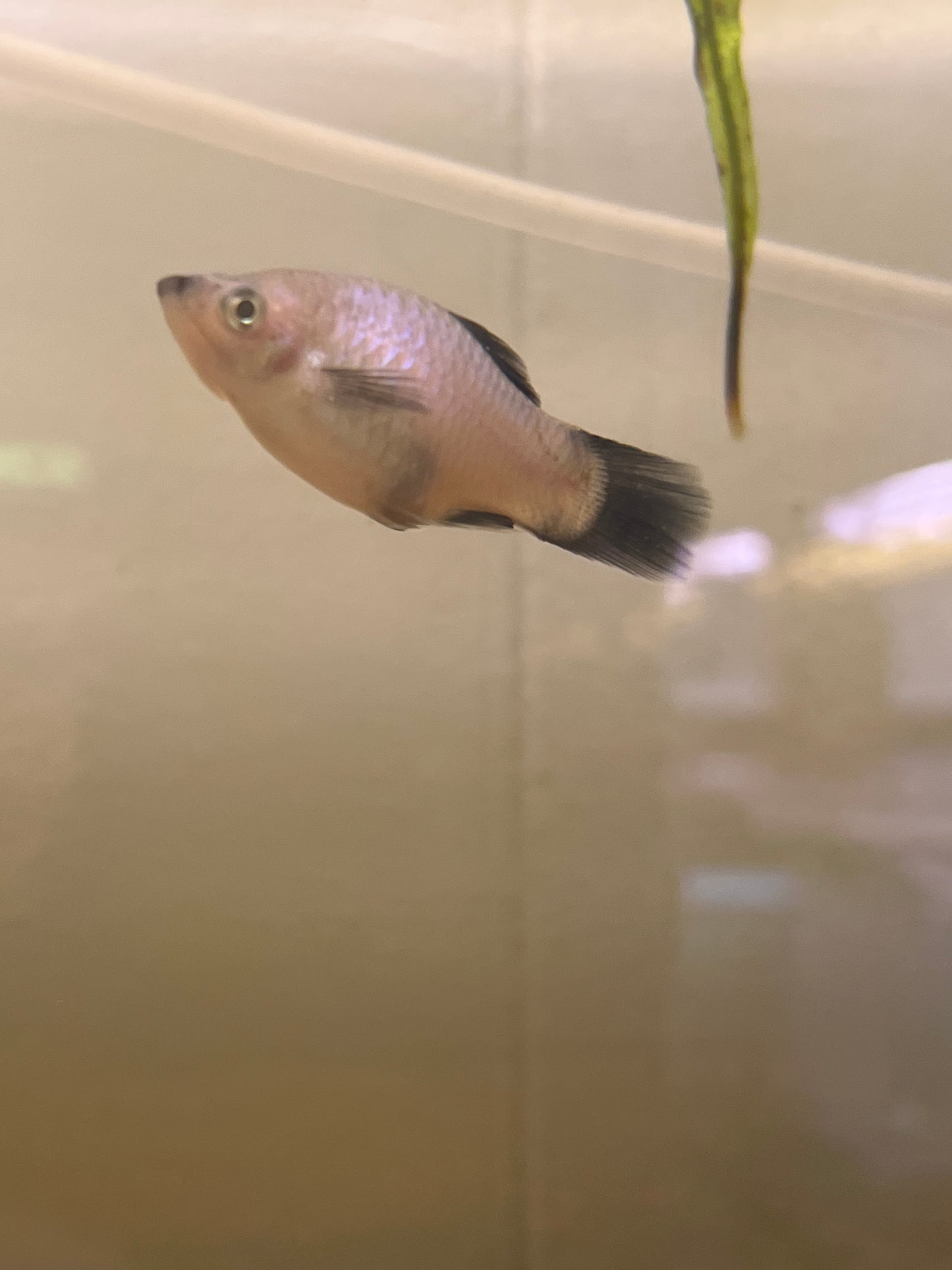 Assorted Platy