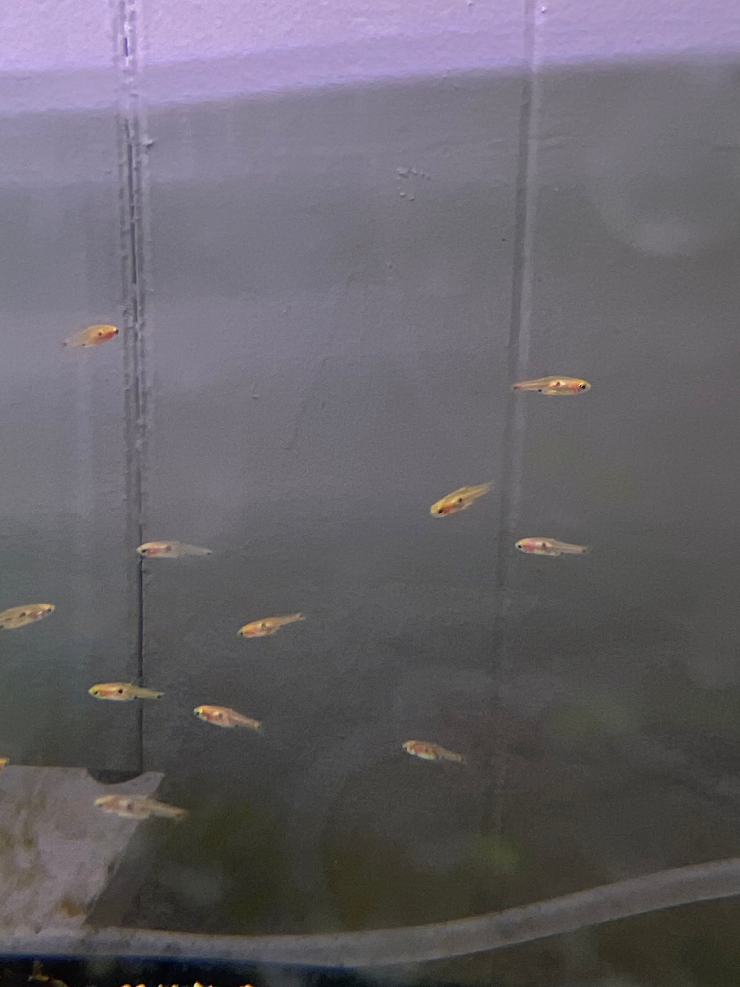 Strawberry Rasbora