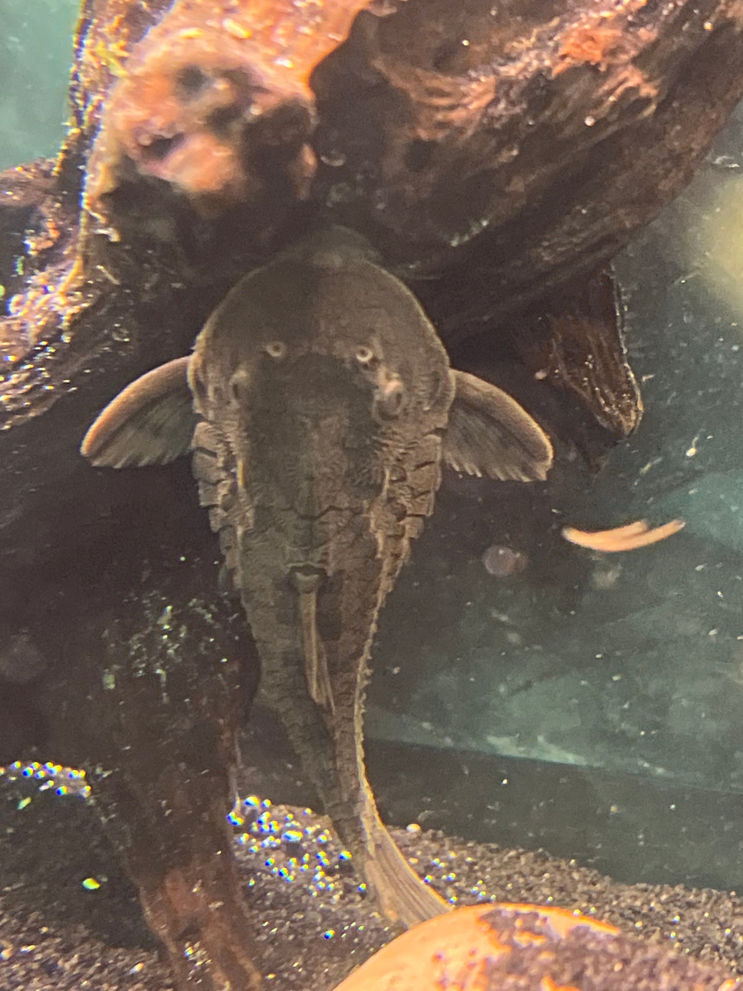 Orange Cheek Pinecone pleco L-095