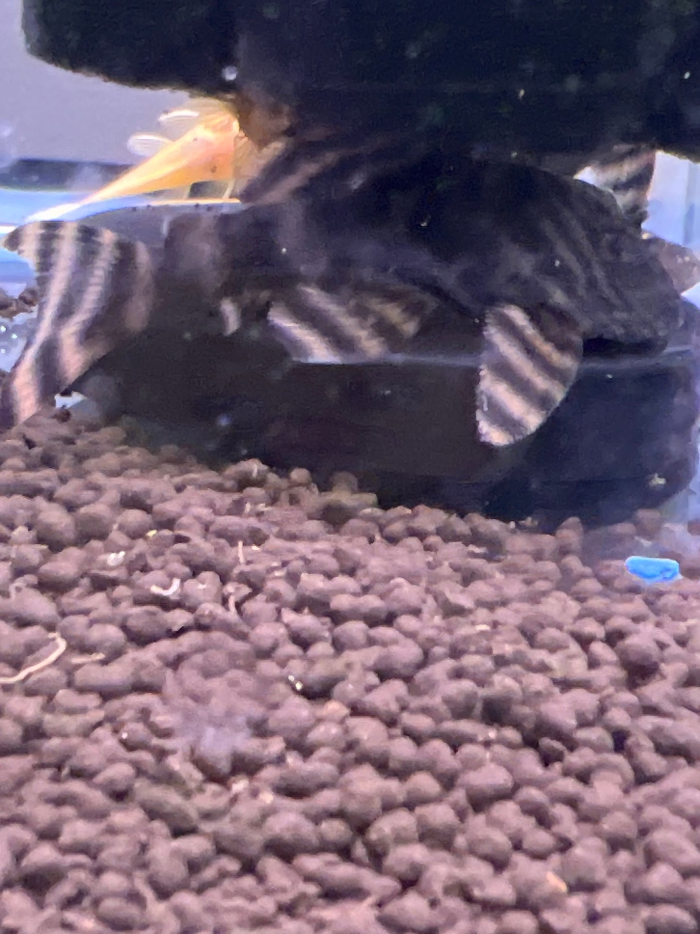 Tiger Pleco L002