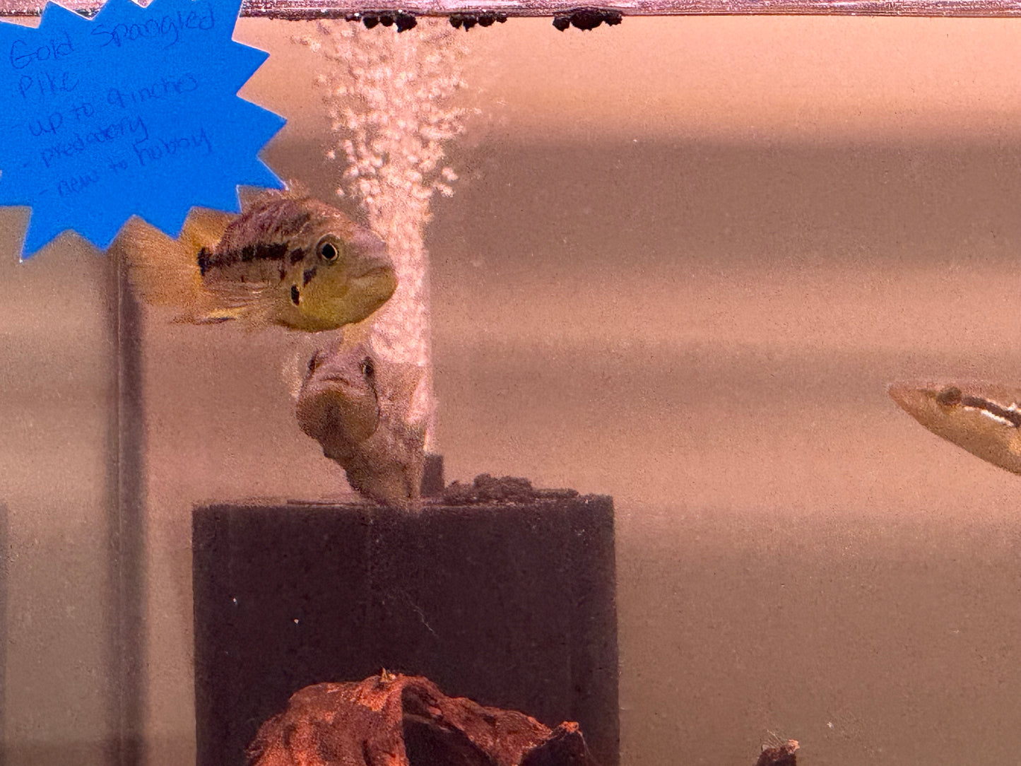 Red Tiger Motaguense