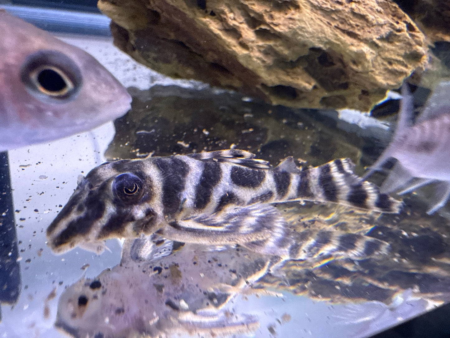 Colombian Zebra L199