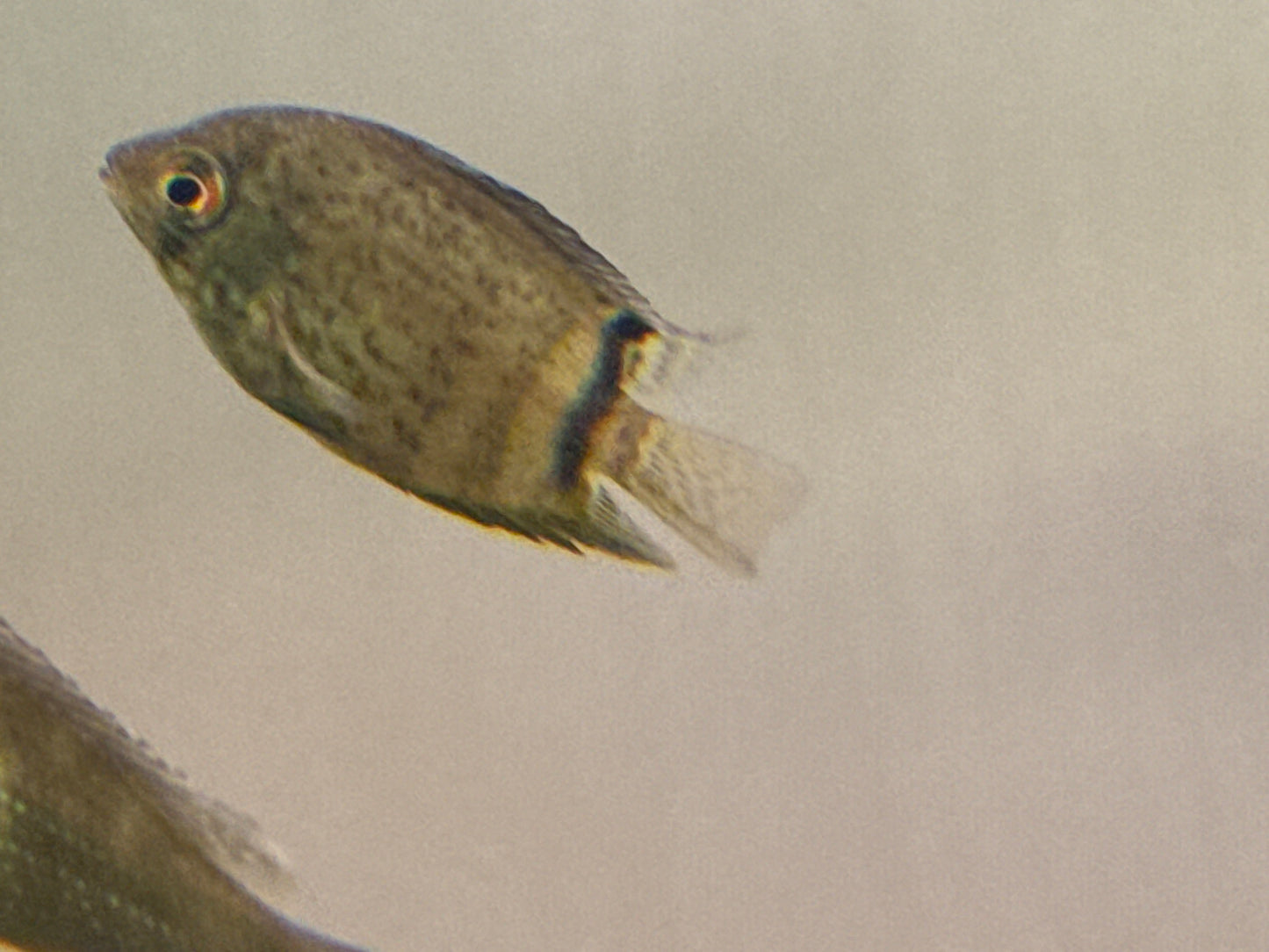 Green Severum 2”