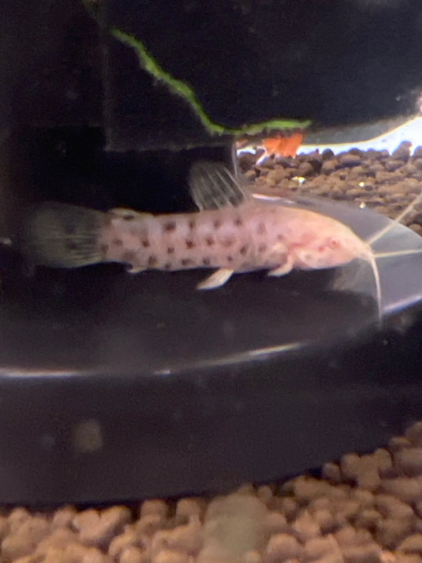Hoplo Catfish Albino