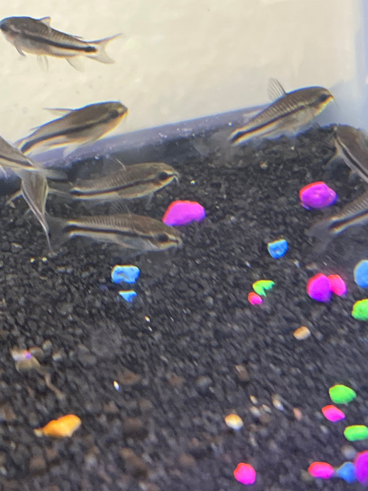 Pygmy Corydora