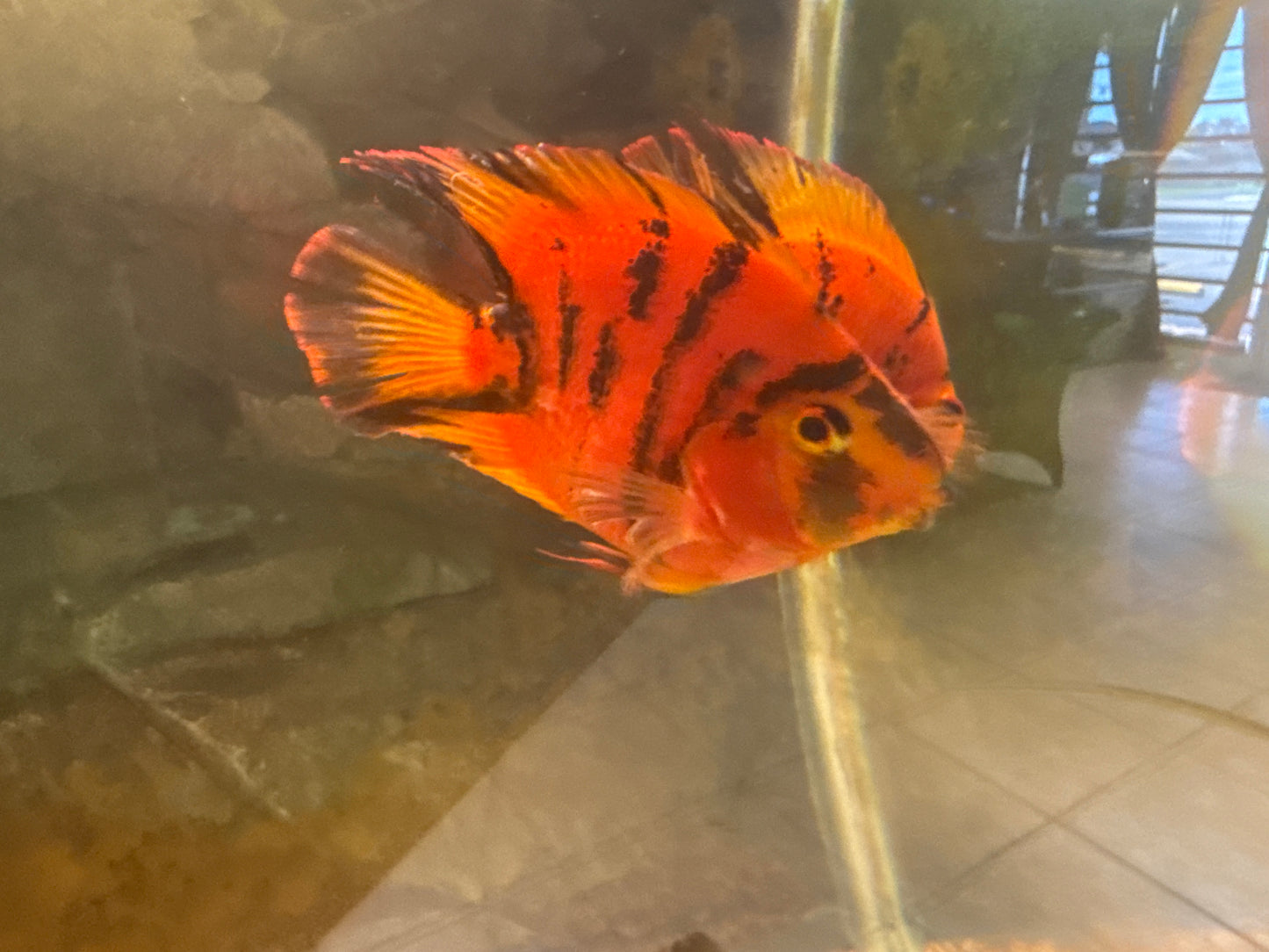 Tiger Parrot Cichlid
