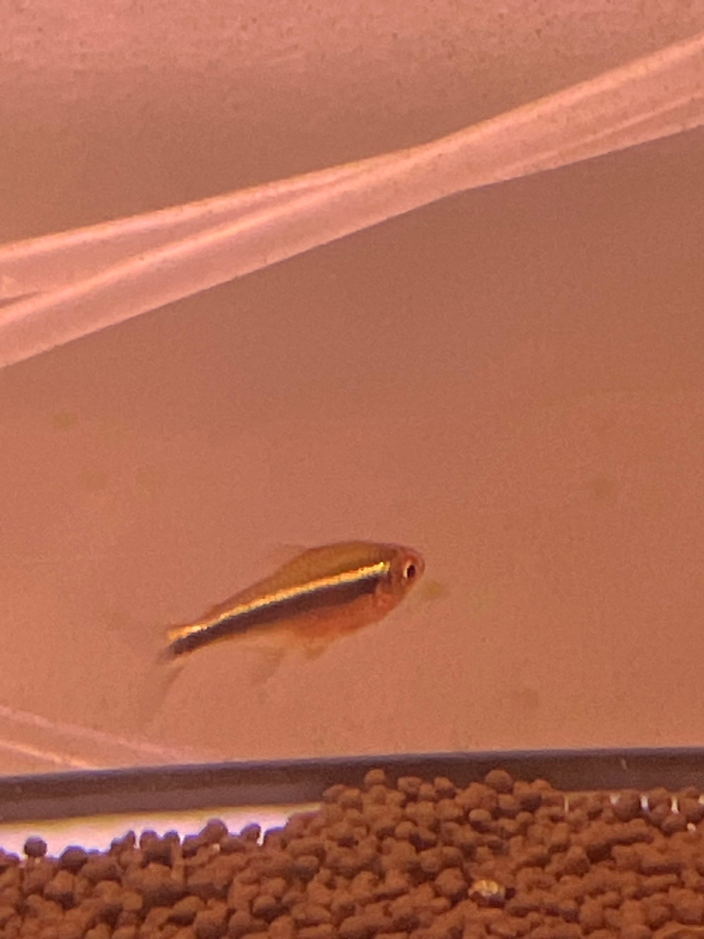 Black Neon Tetra