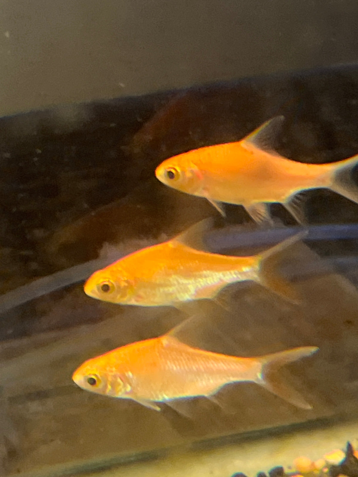 Albino Tinfoil Barb