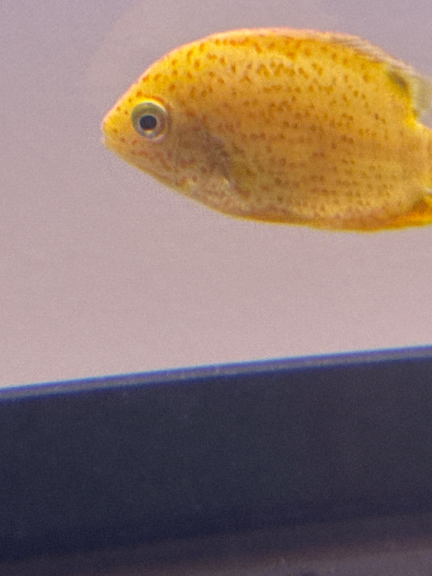 Red Spot Gold Severum cichlid