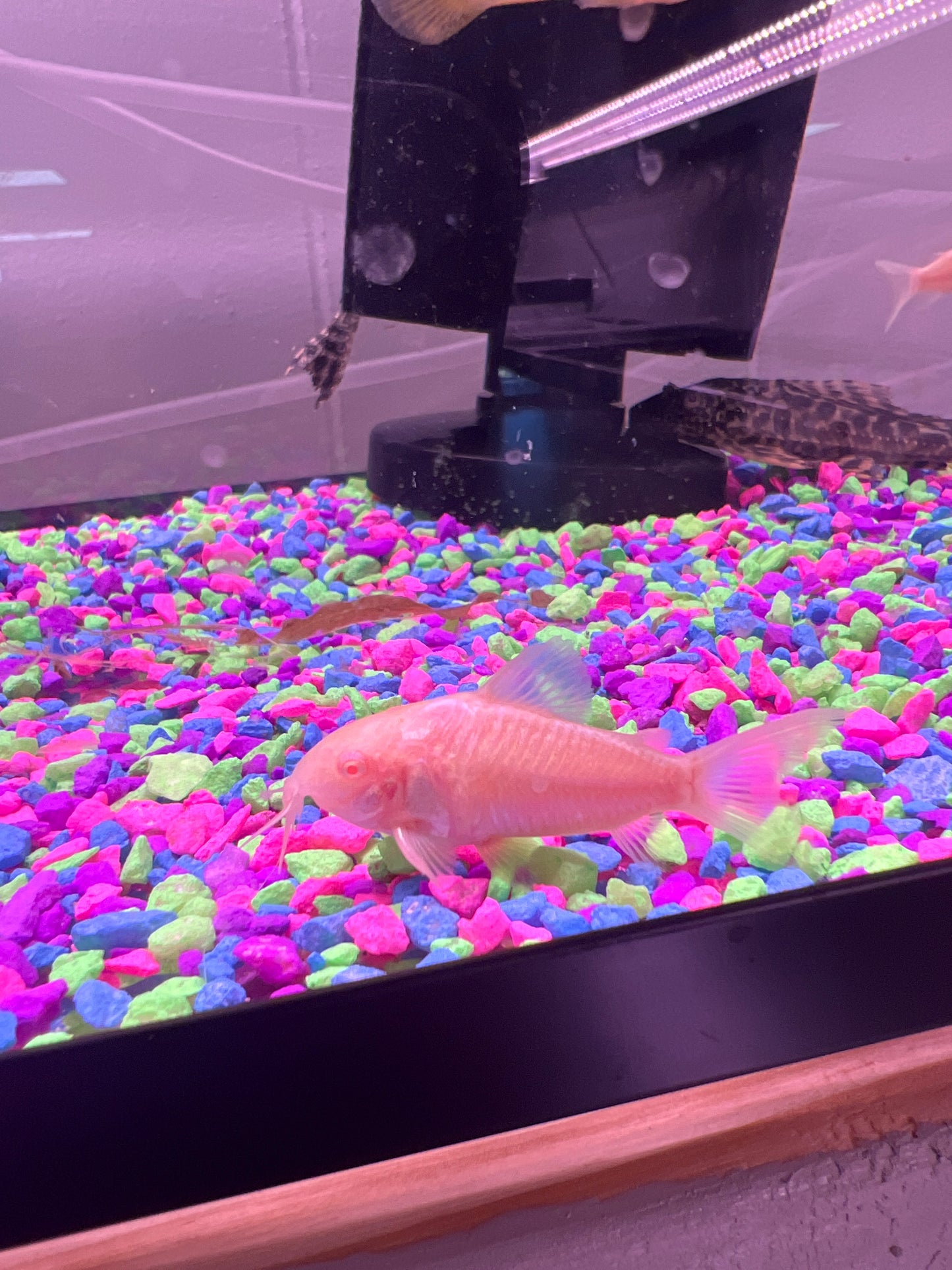 Albino Cory group of 3