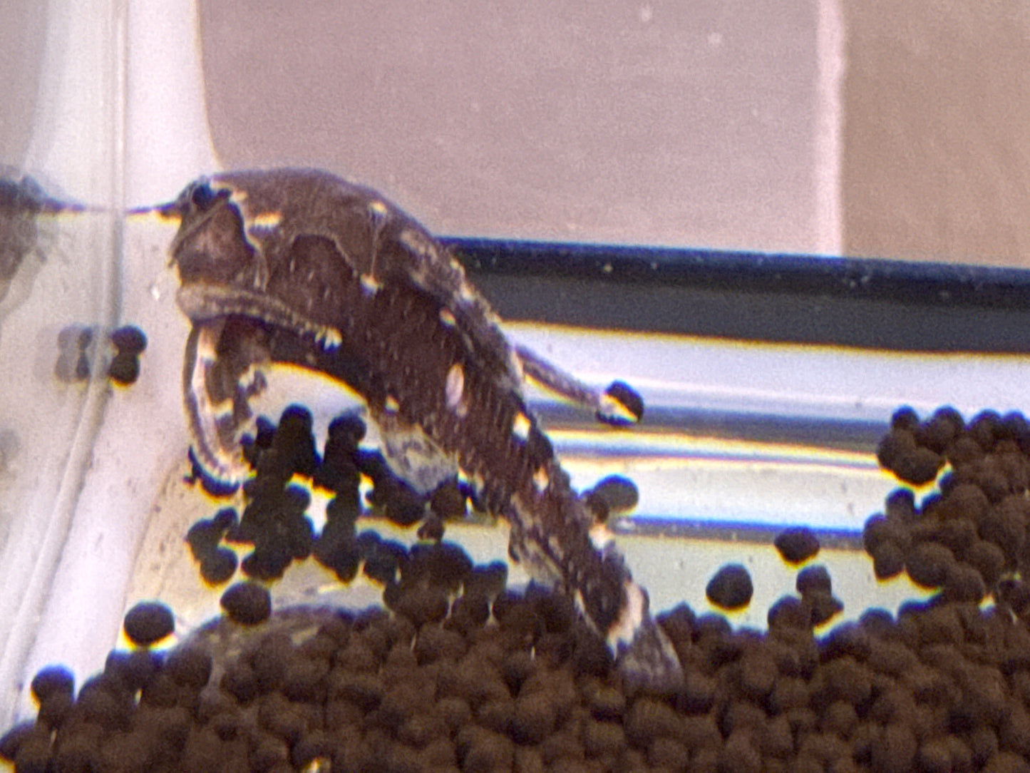 Spotted Raphael Catfish