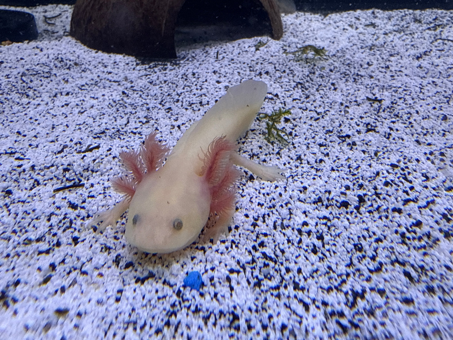 GFP Lucy Axolotl