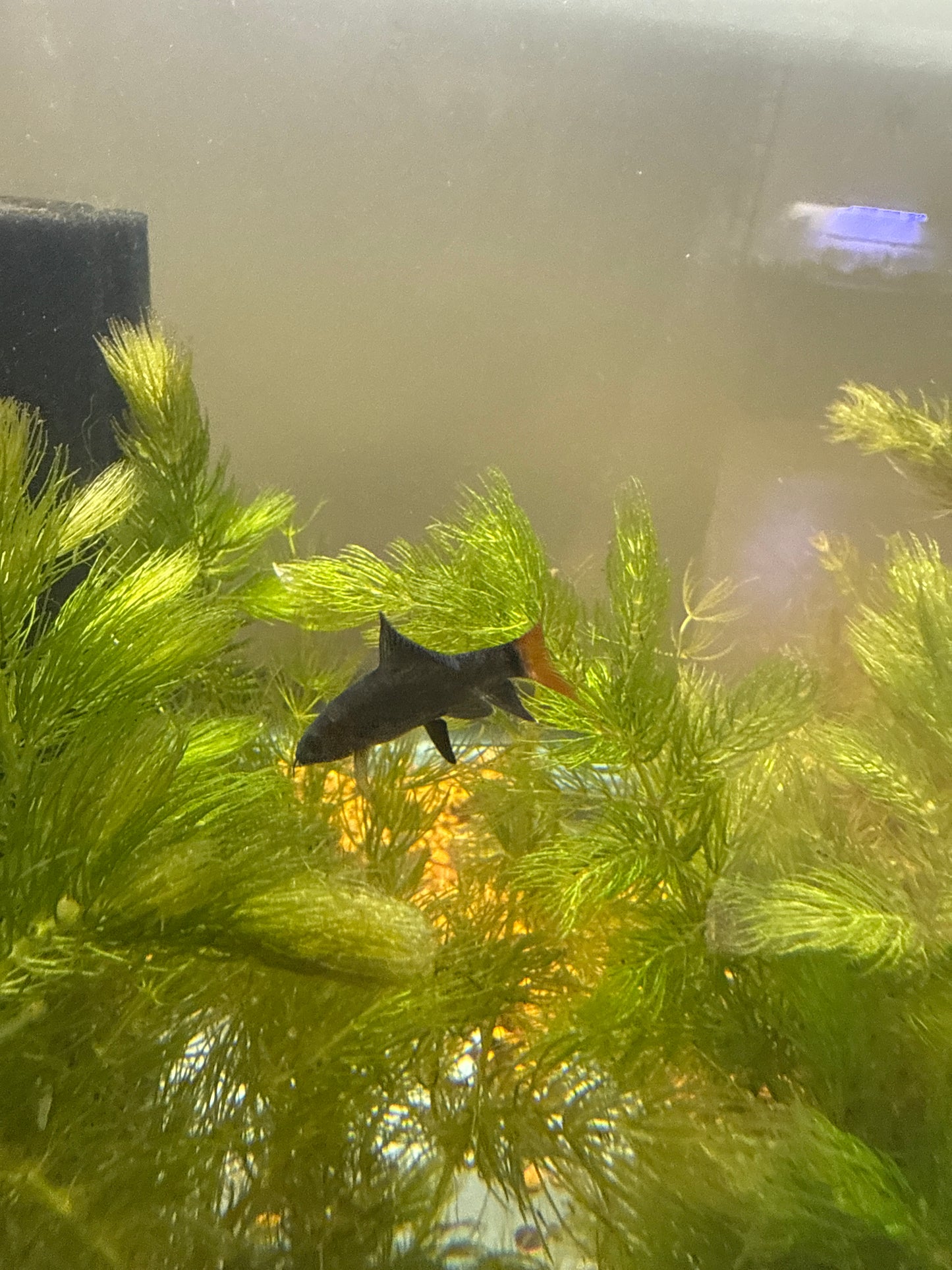 Red Tail Shark