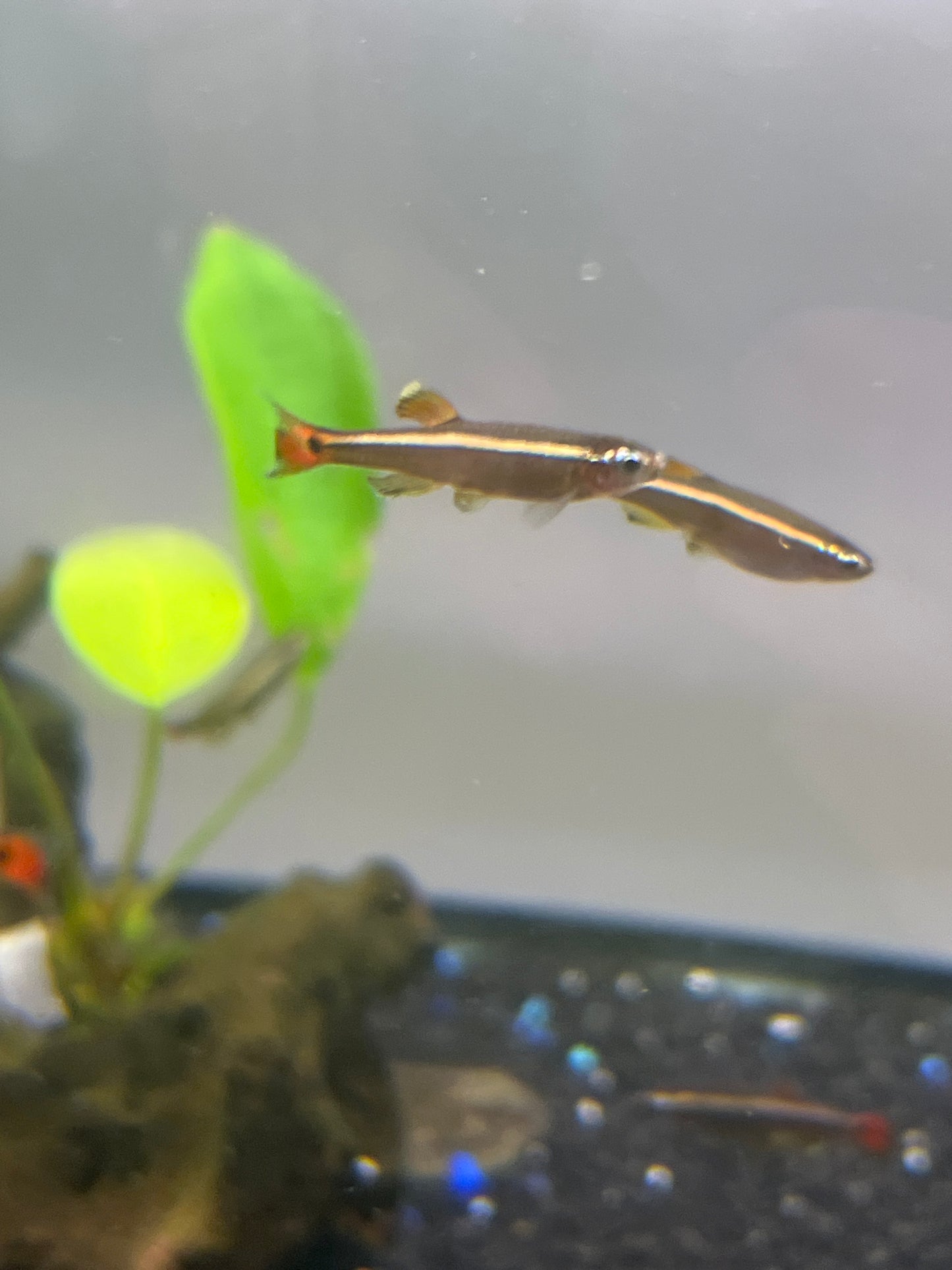White Cloud Minnow