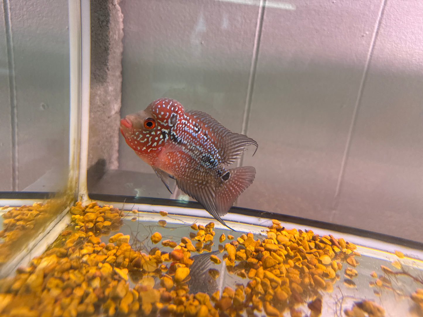 Cherry Humphead Flowerhorn