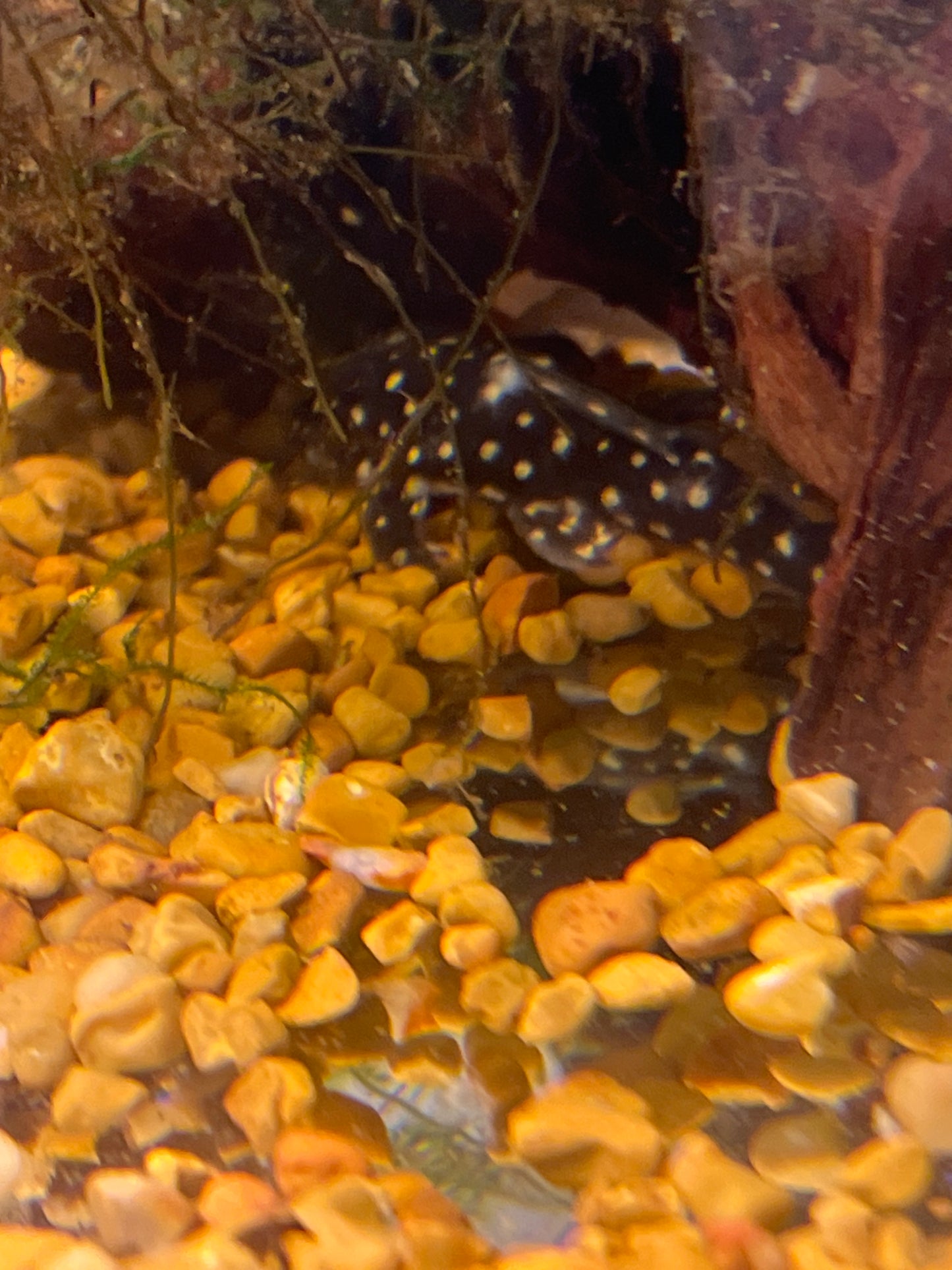 Mini Snowball Pleco L471