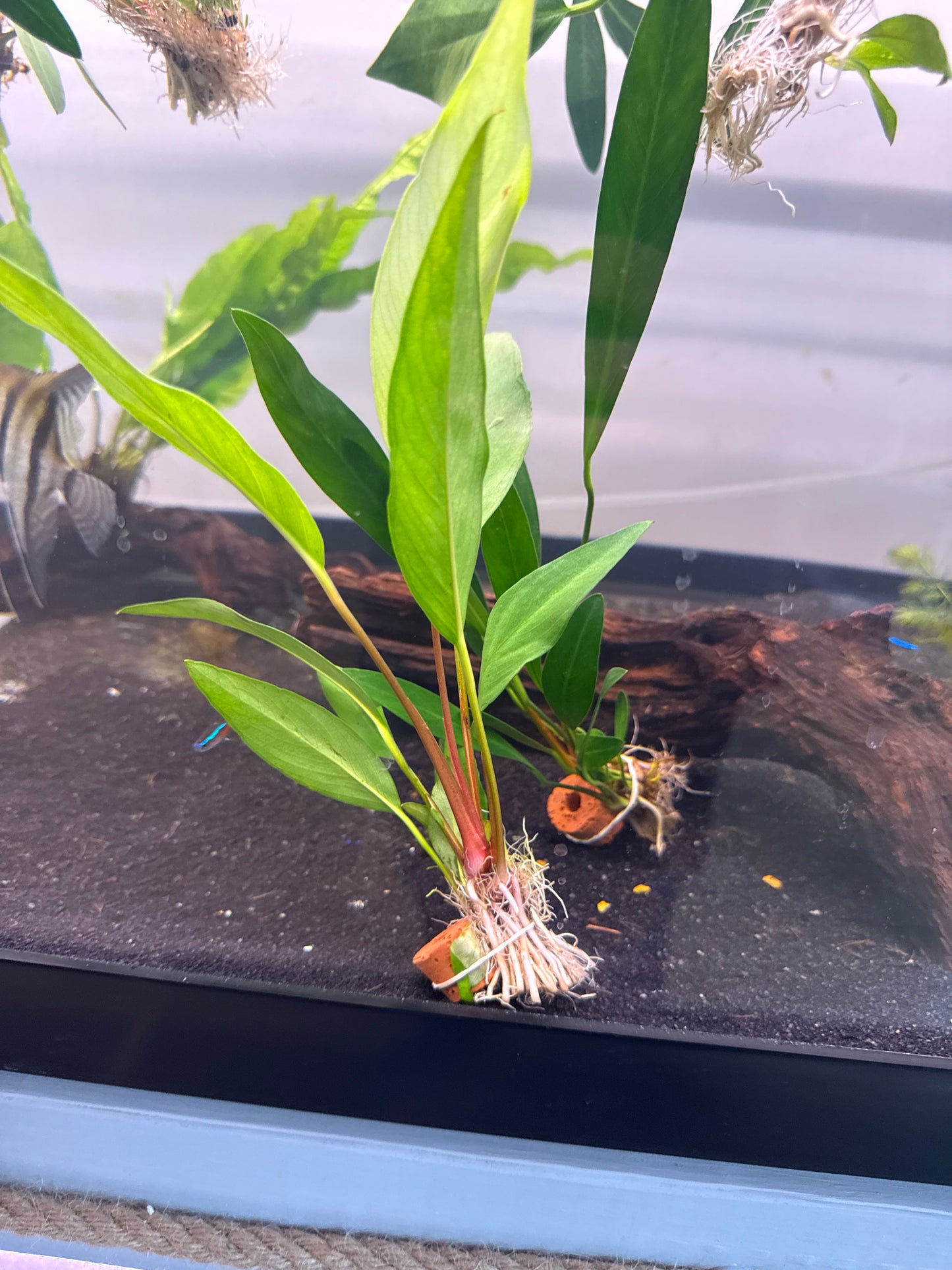 Anubias