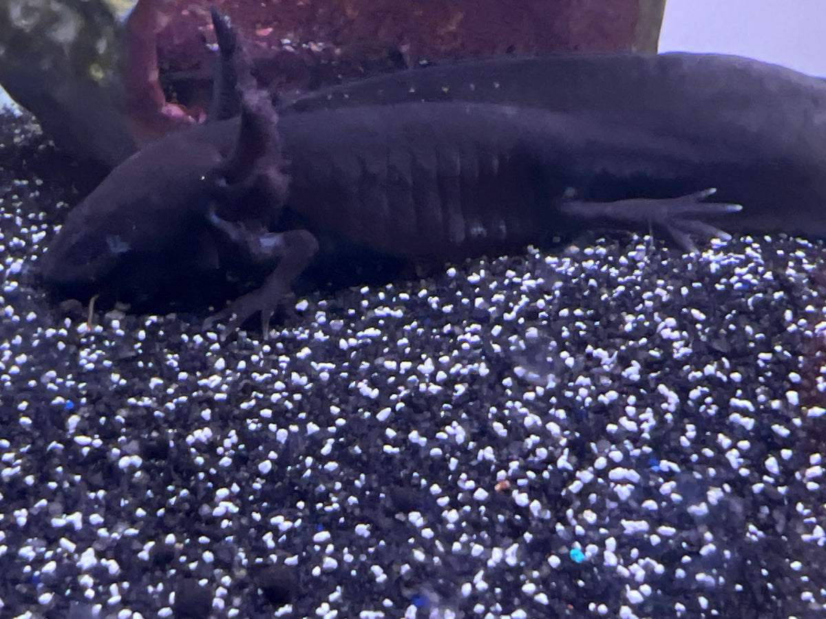 Melanistic Axolotl