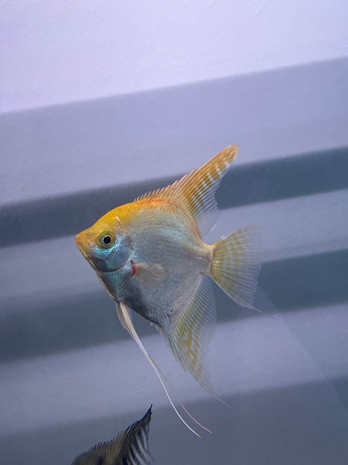 Assorted Fancy Angelfish