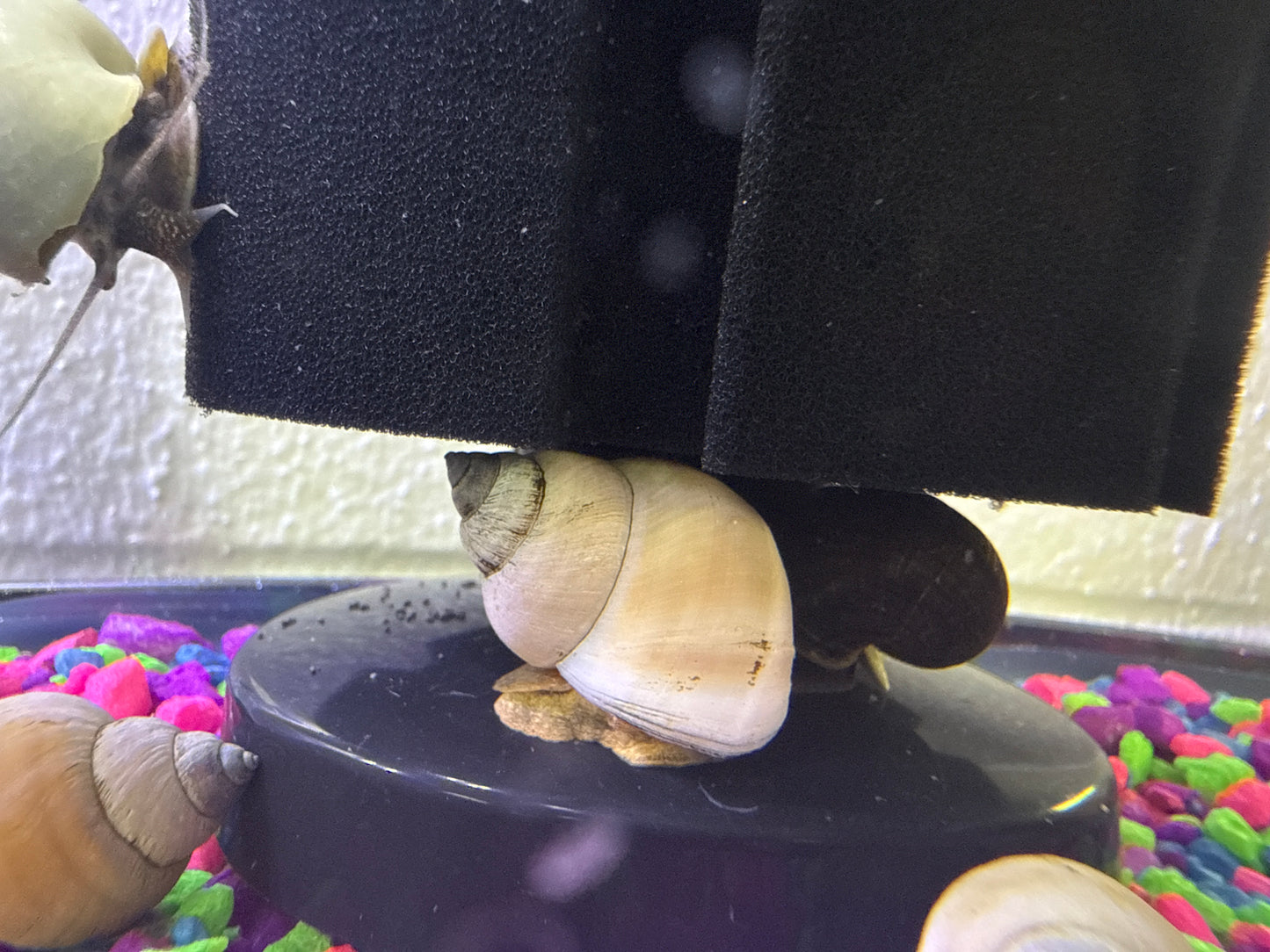 Ghost Piano Snail