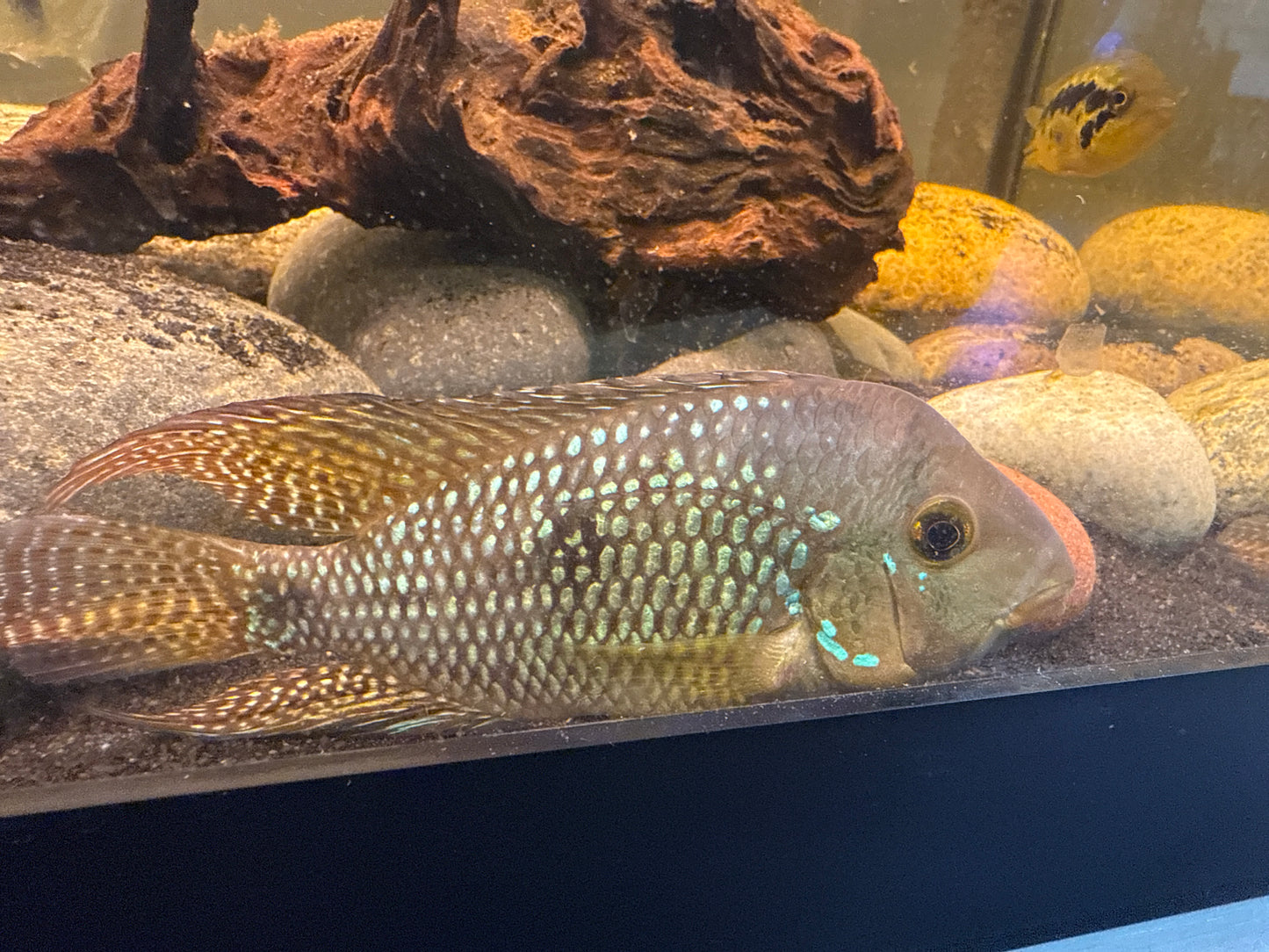 Geo Brasiliensis