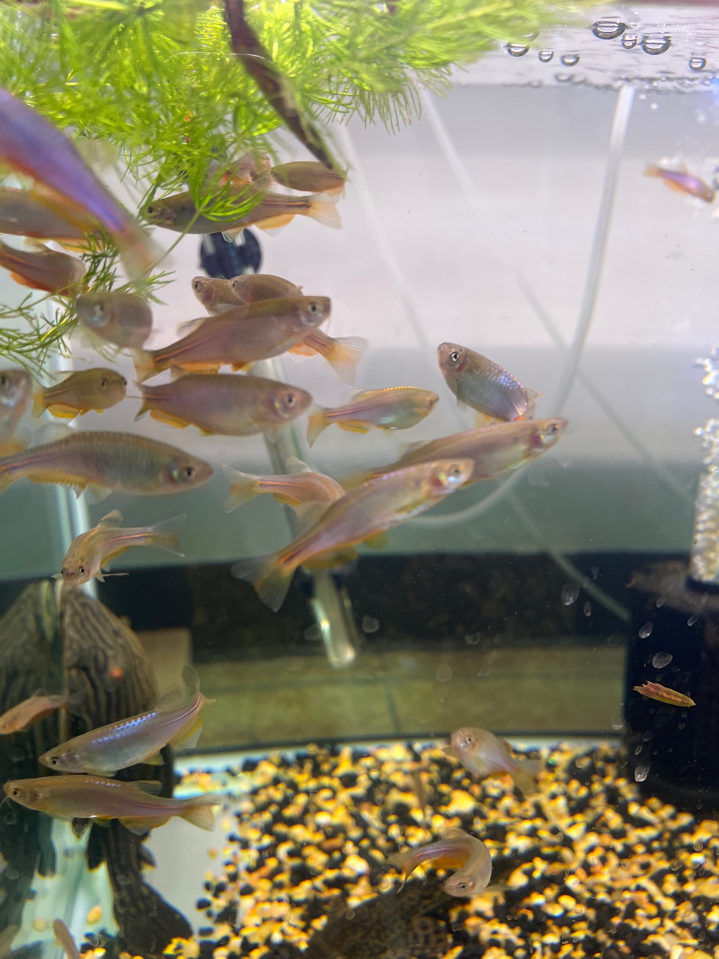 Pearl Danio
