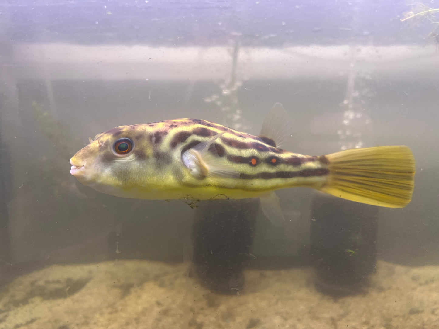 Crossriver Puffer