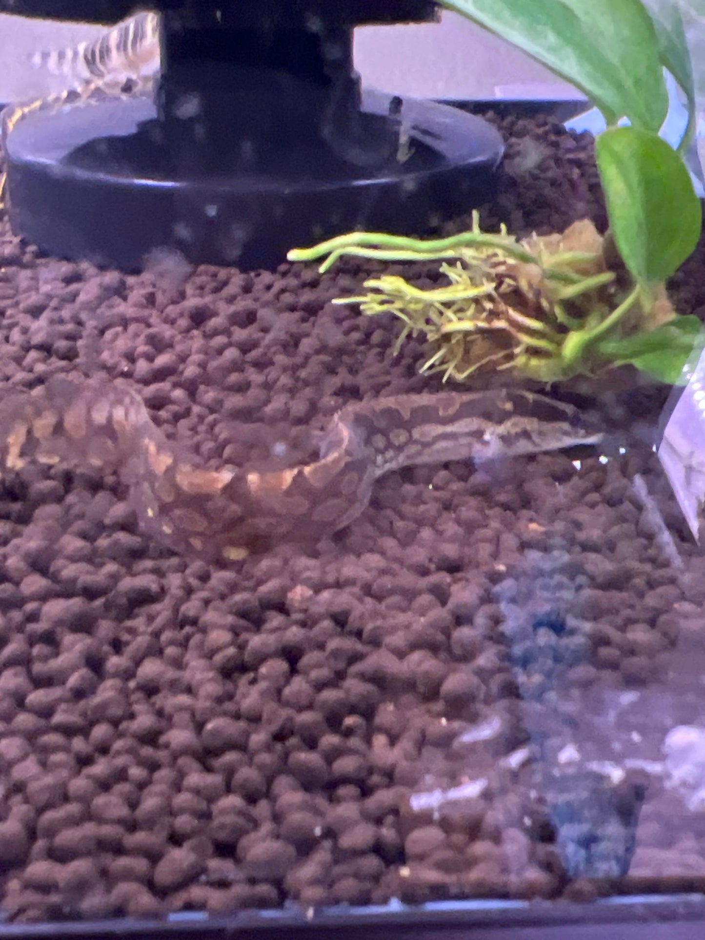 Tire Track Eel