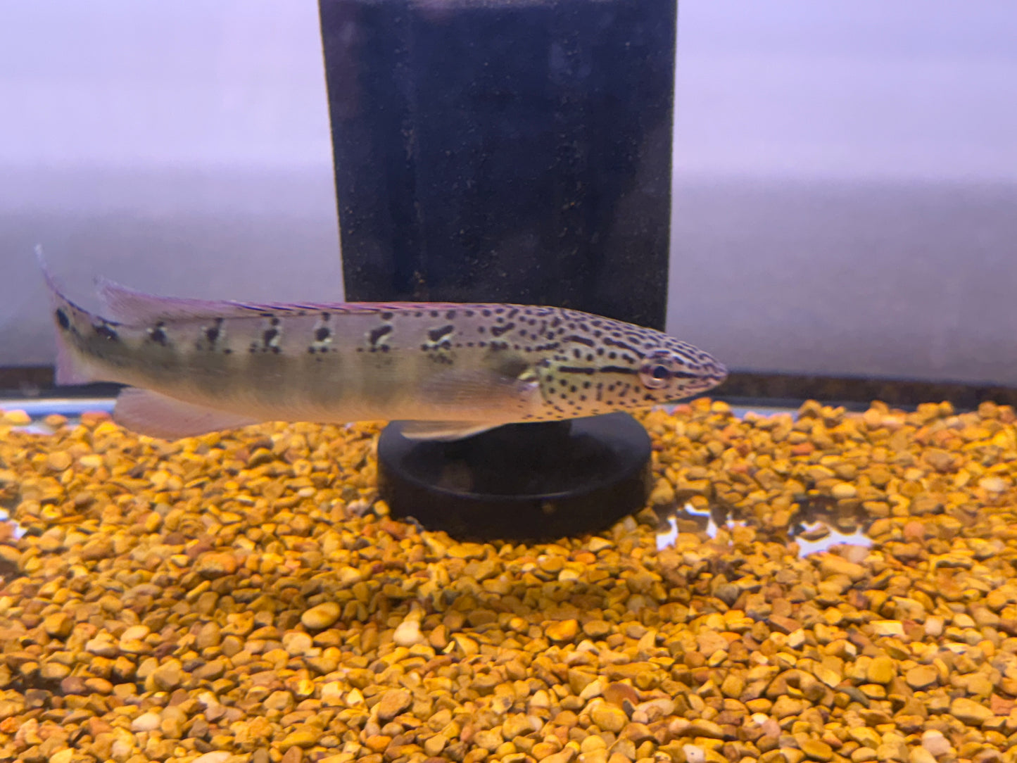 Red spot Lenticulata Pike