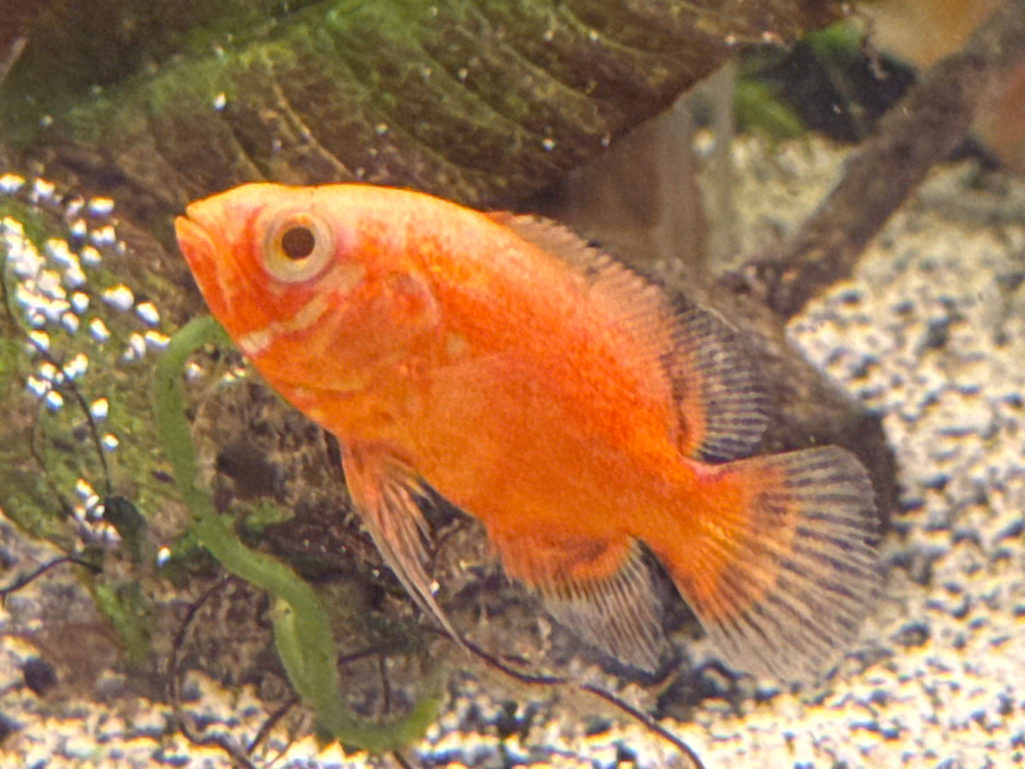 Red Chili Oscar Cichlid