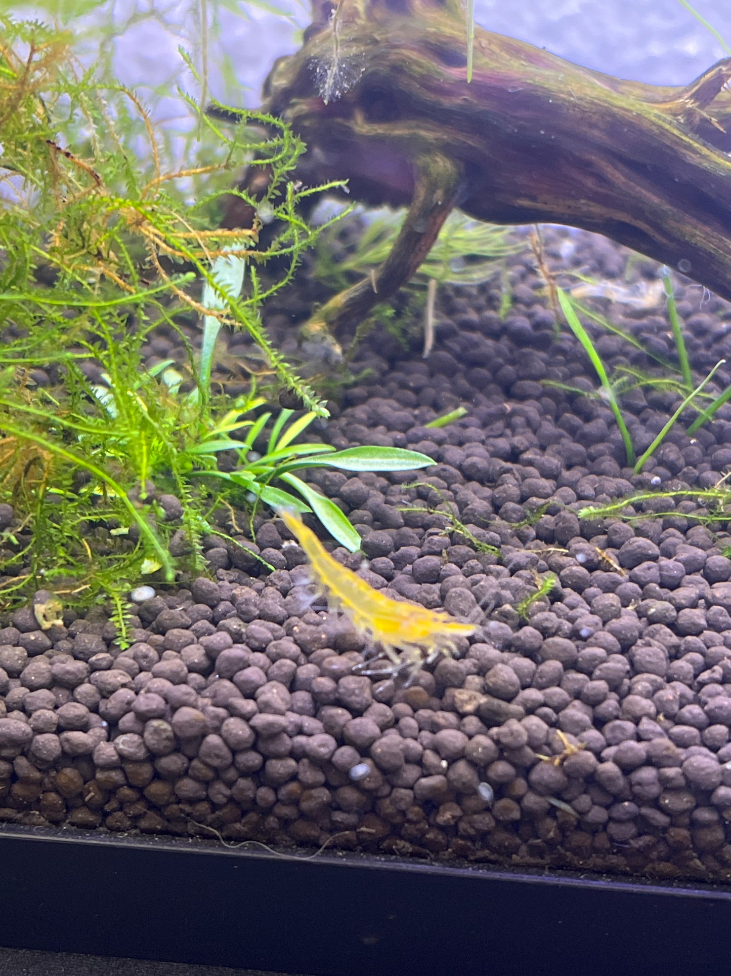 Yellow Fire Shrimp