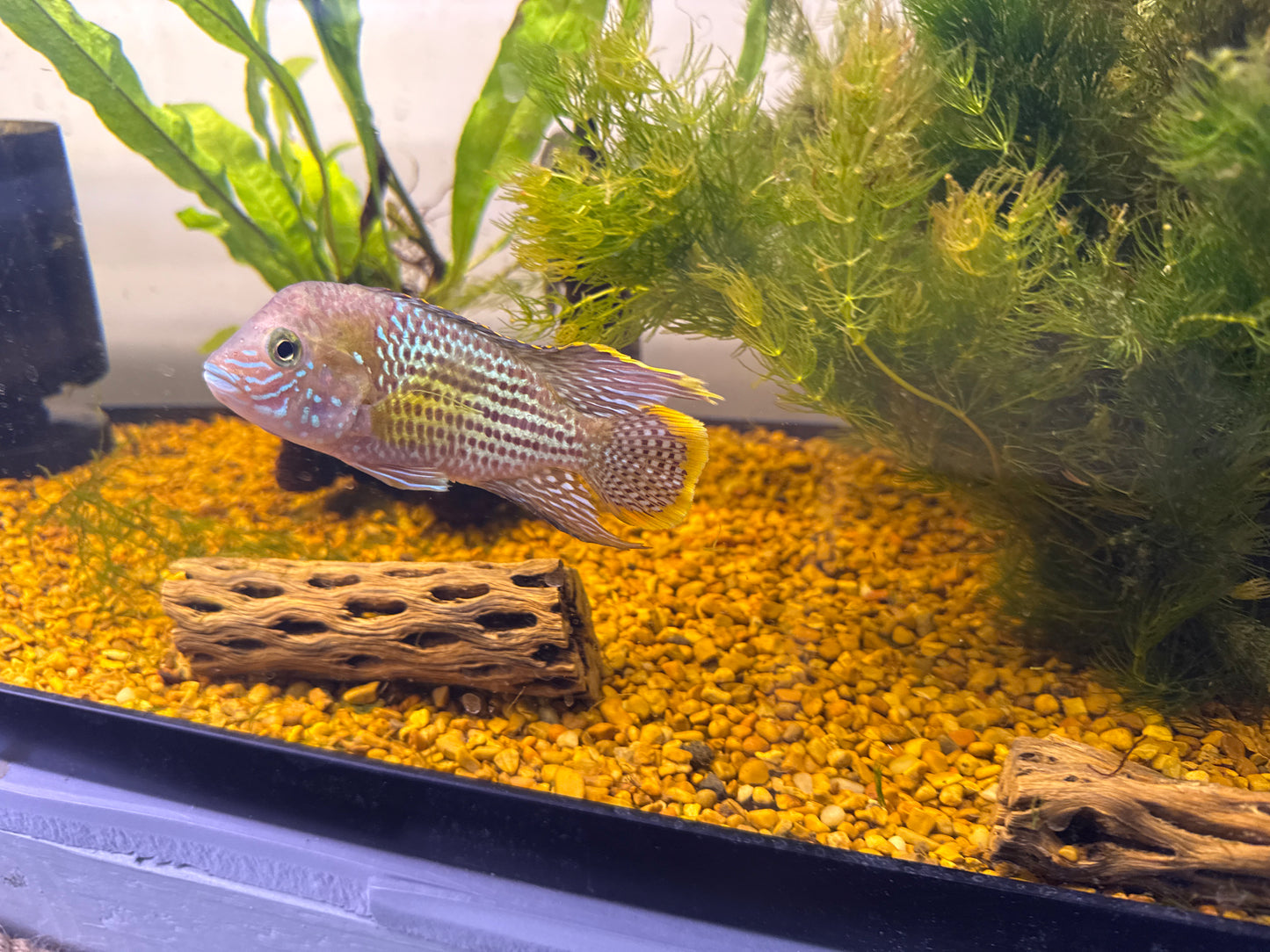 Green Terror cichlid