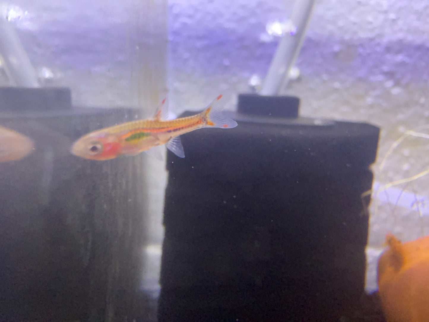 Phoenix Rasbora