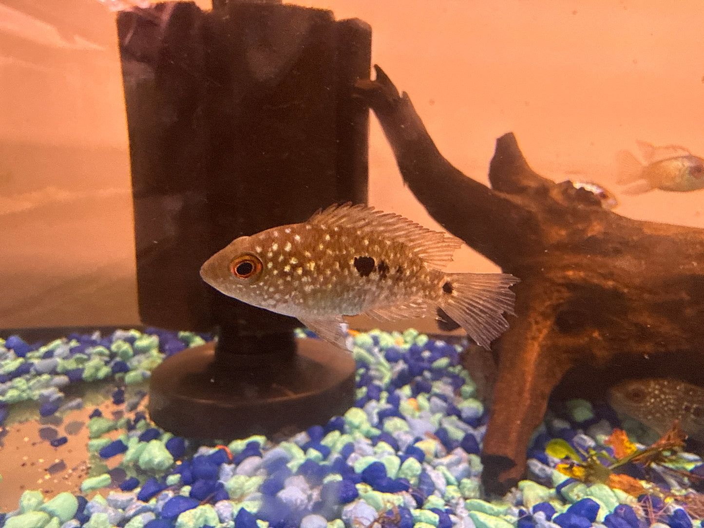 Texas Cichlid