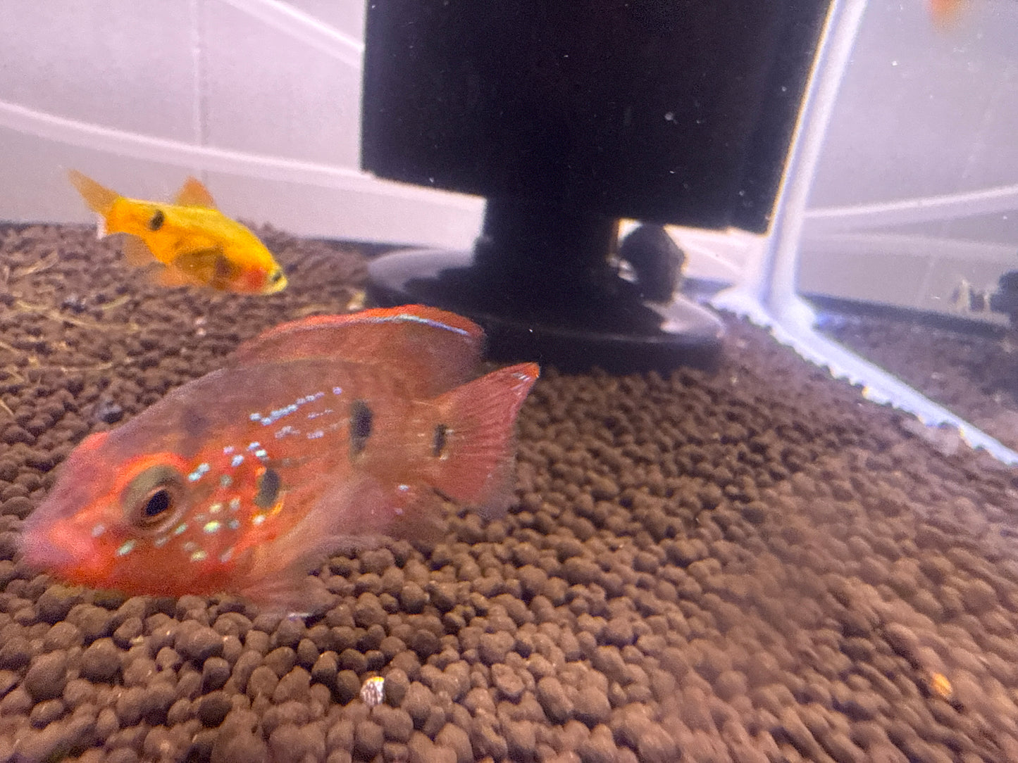 Balloon Jewel Cichlid
