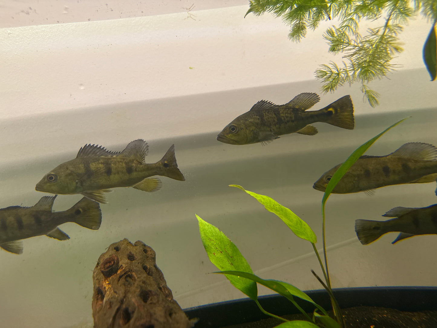 24K Kelberi “spiders” peacock bass