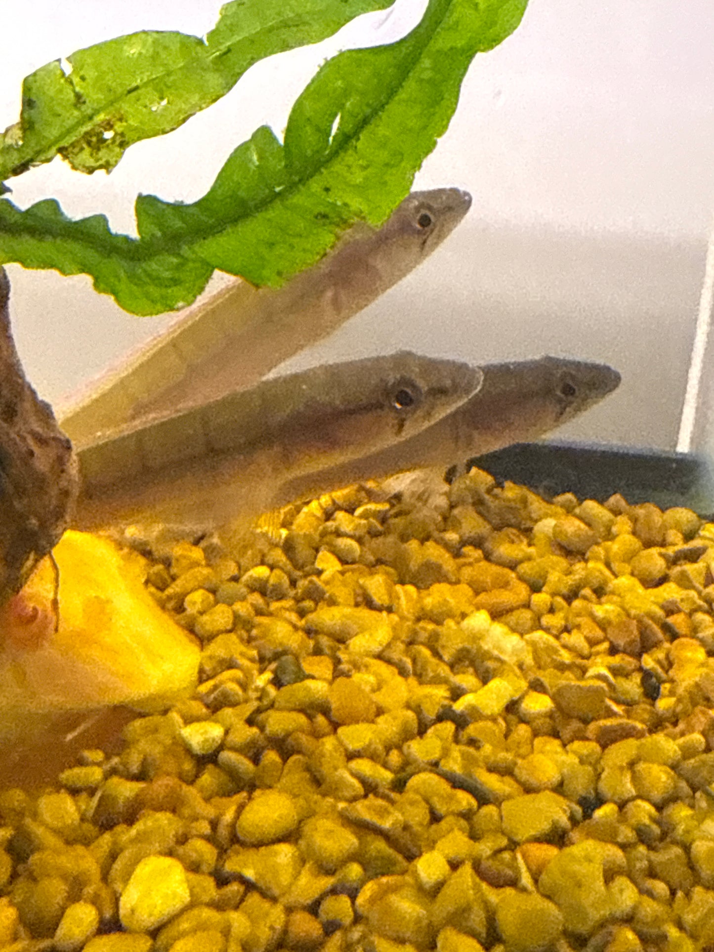Pike Cichlid Ventuari Wild