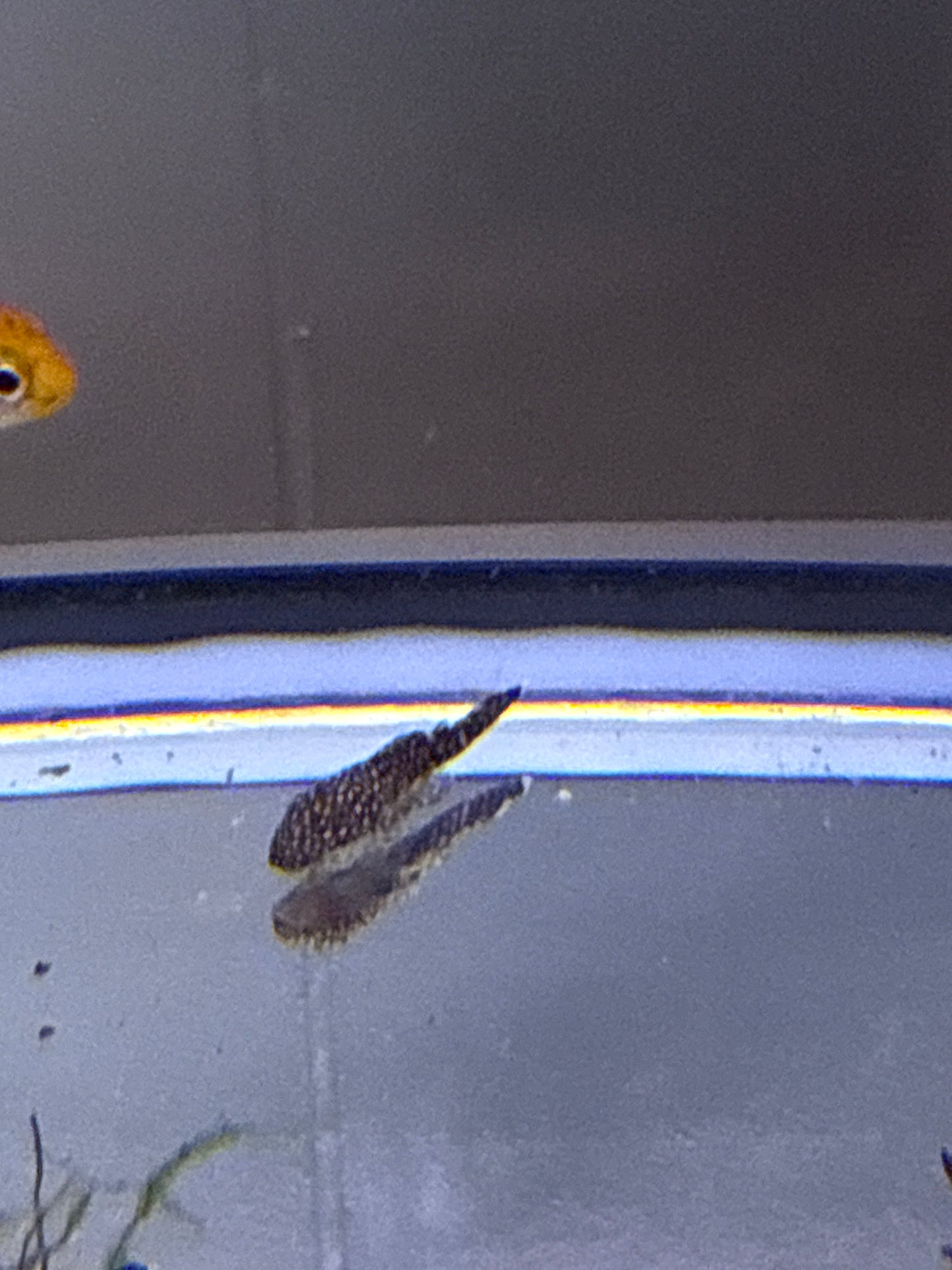 Common pleco 1”-1.5”
