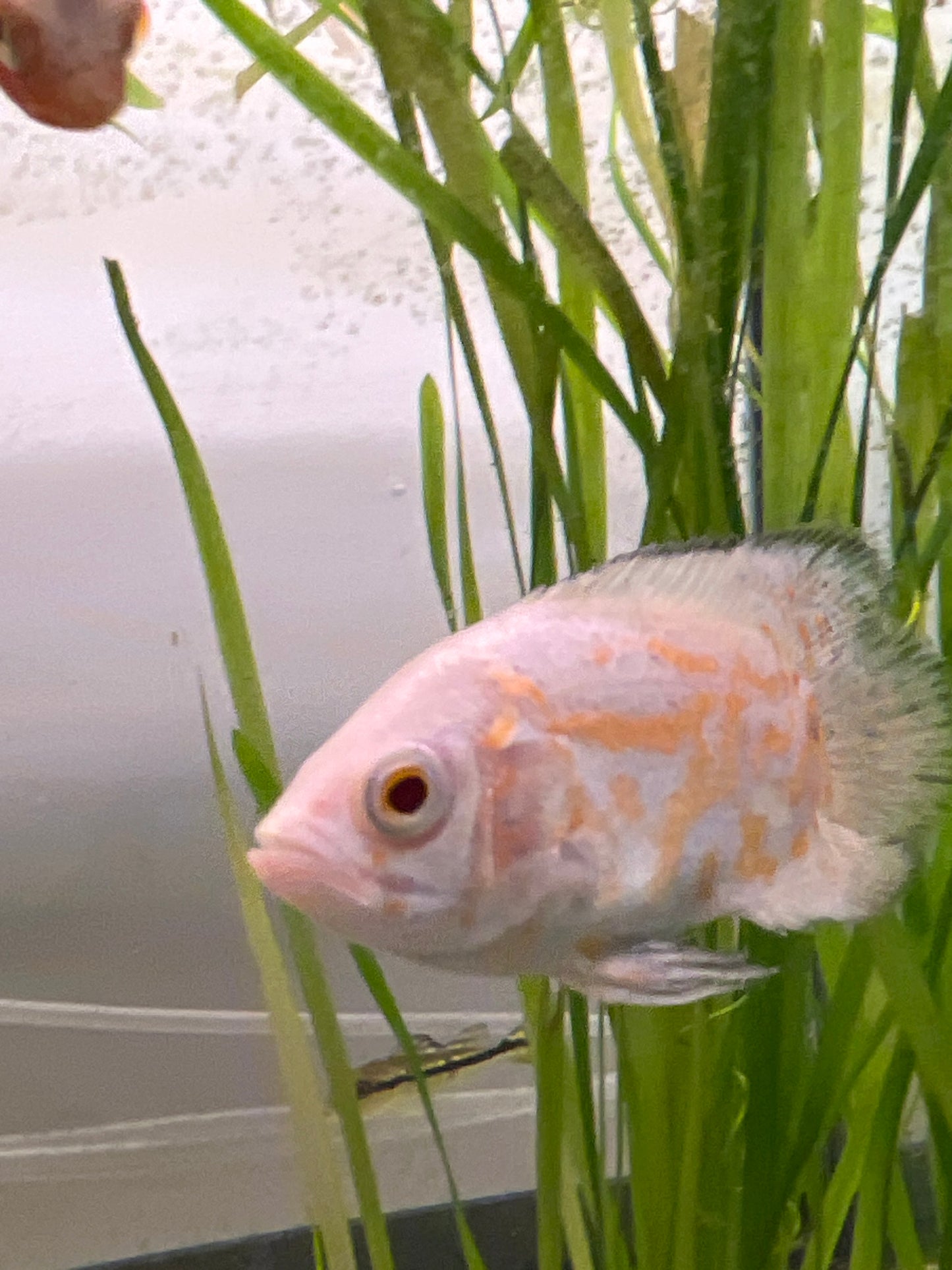 Albino Oscar Cichlid