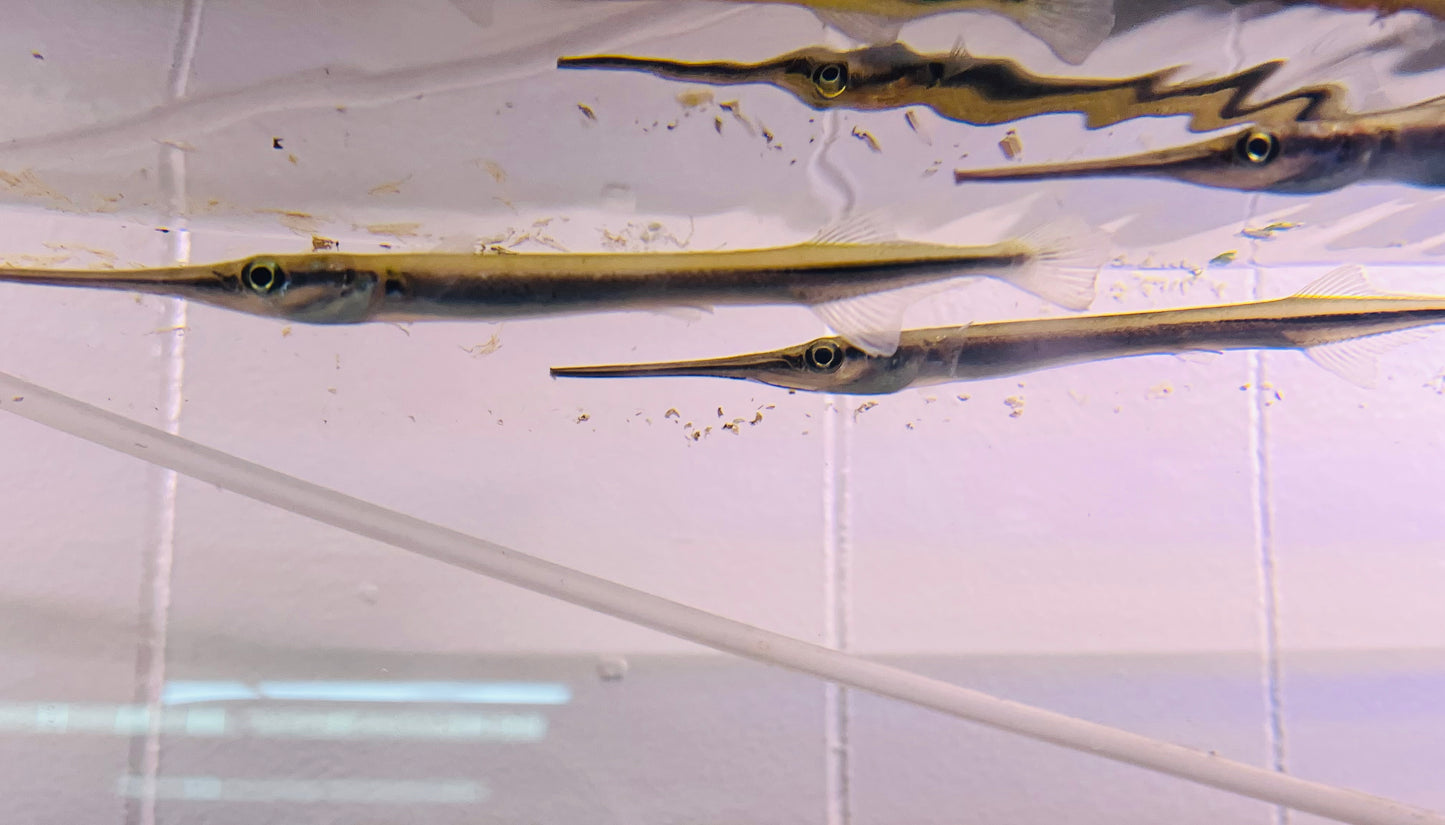 Needlefish