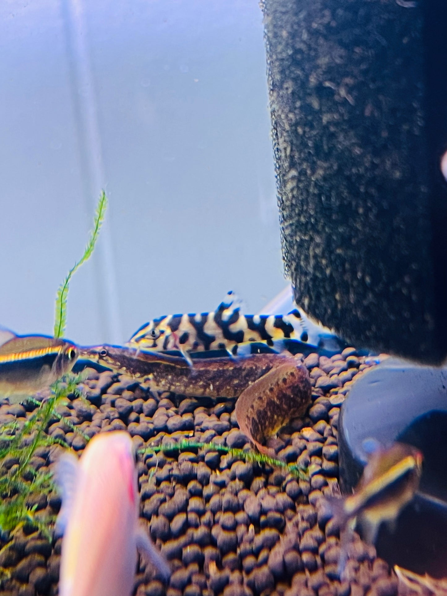 Zig Zag Eel