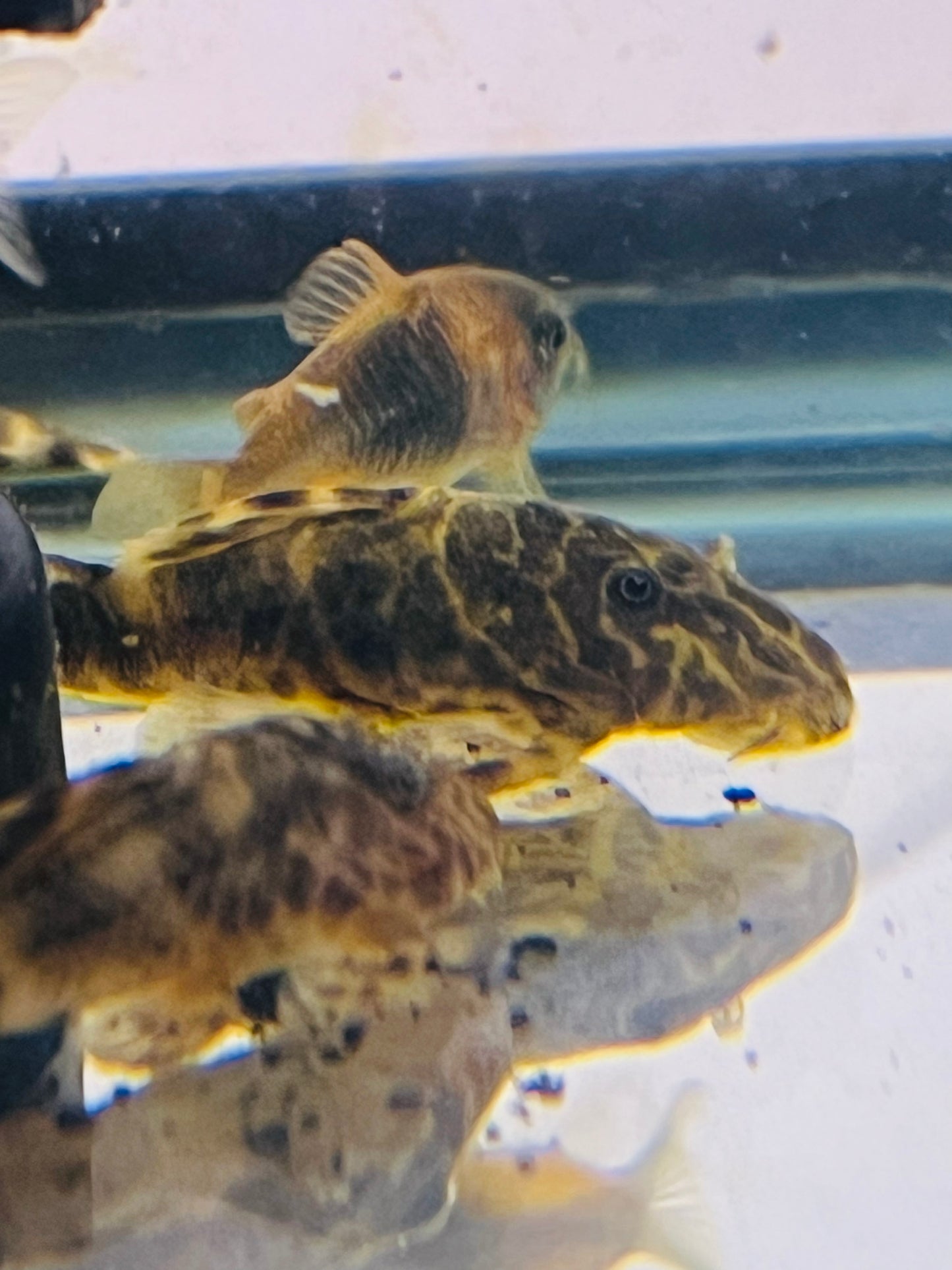 Clown Pleco L103