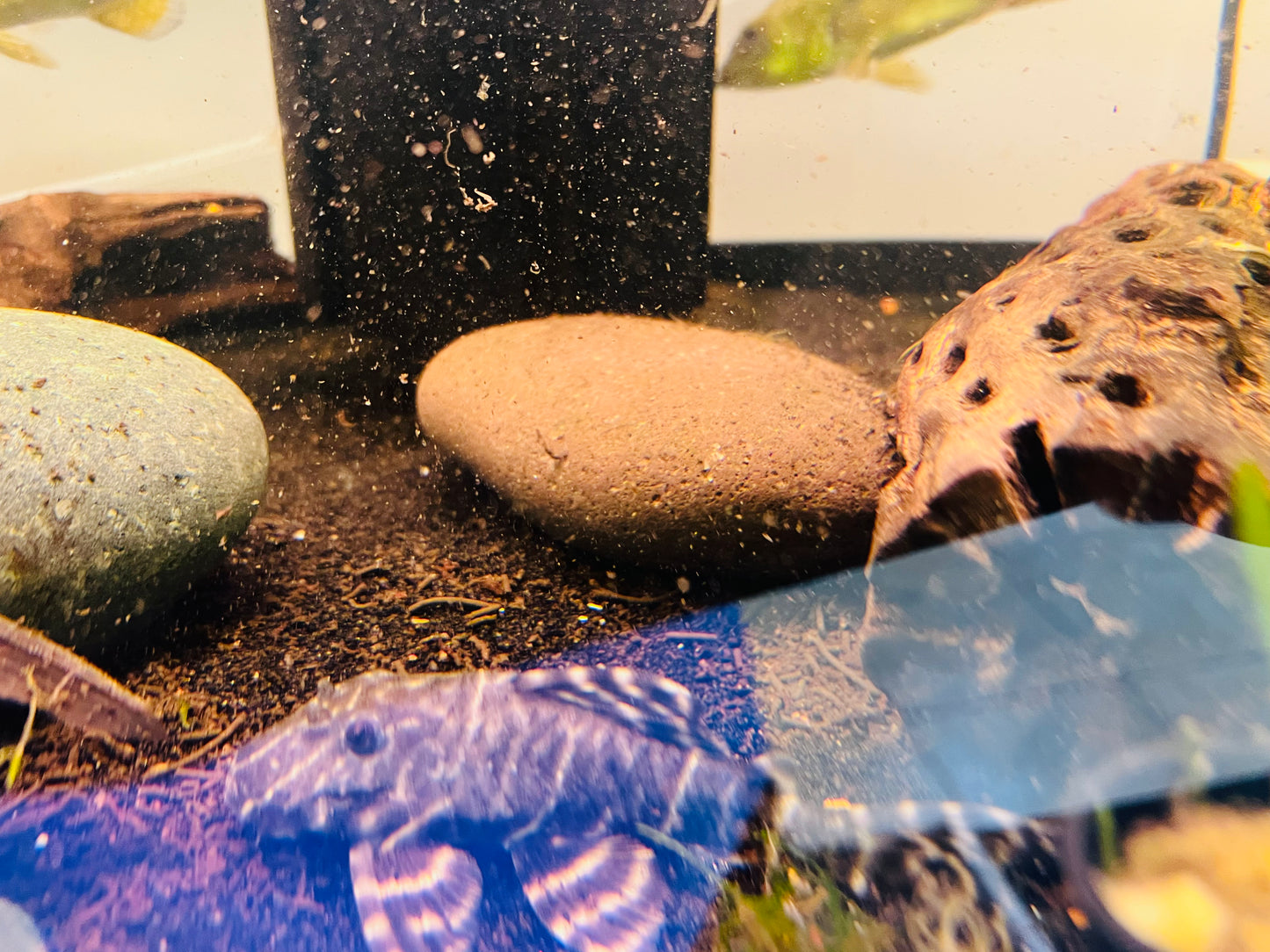Emporer Pleco L204