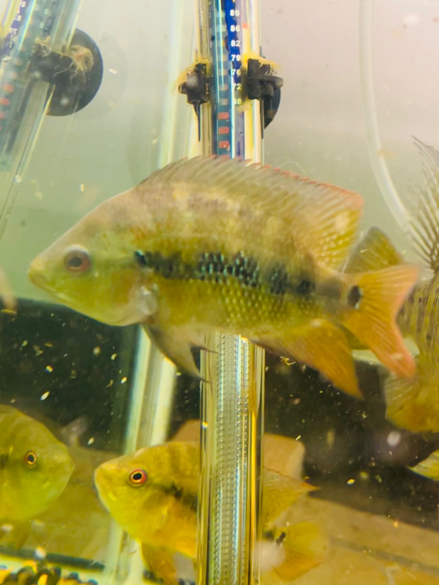 Lyonsi Cichlid